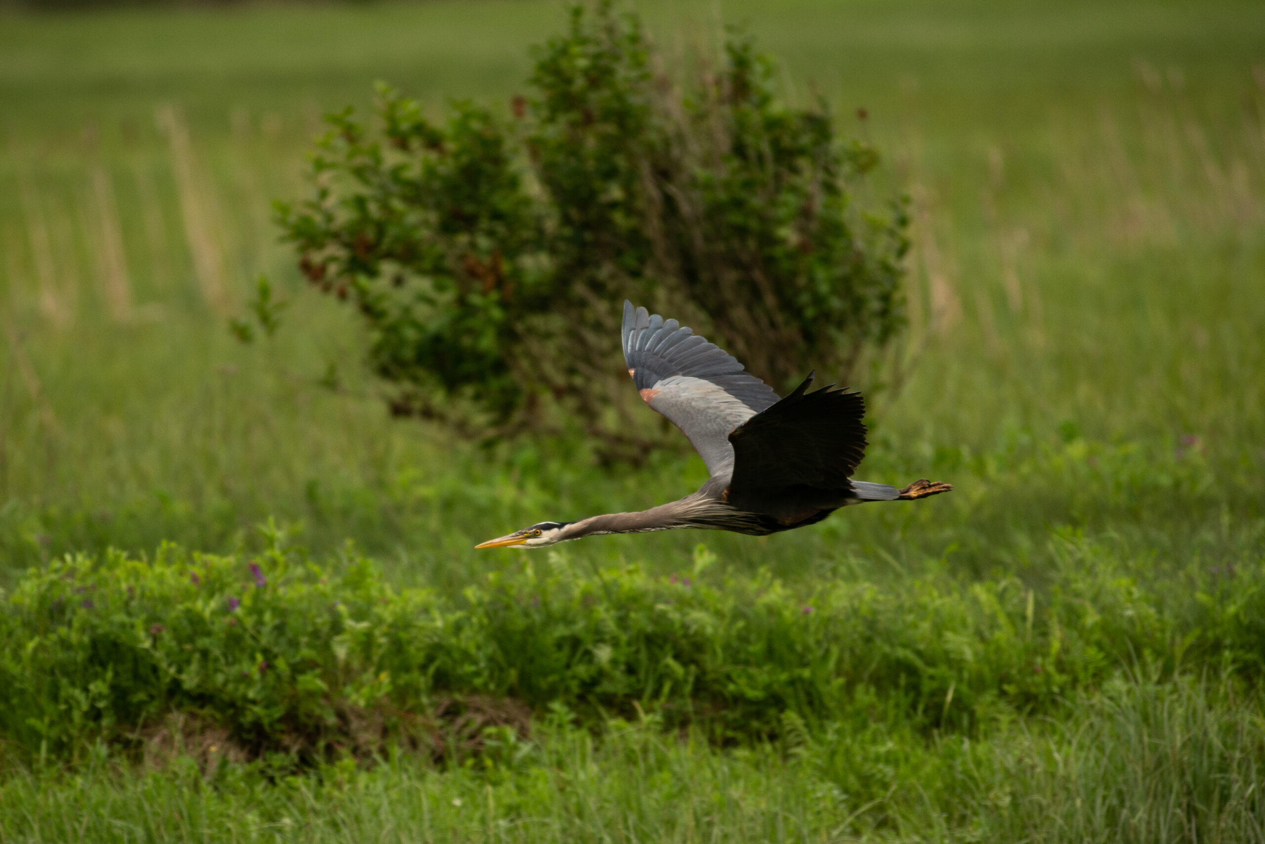 A great blue heron is flying against a backdrop of green grass and trees in the Squamish estuary