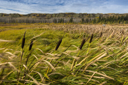 Reeds and grasses blowing in the wind at Watson Slough in the Peace Valley