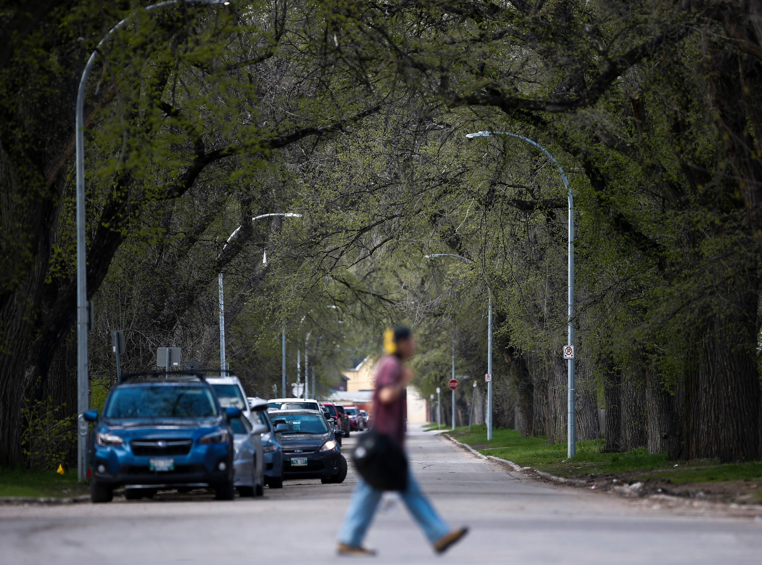 A blurry figure crosses a Winnipeg street under the arched tree canopy