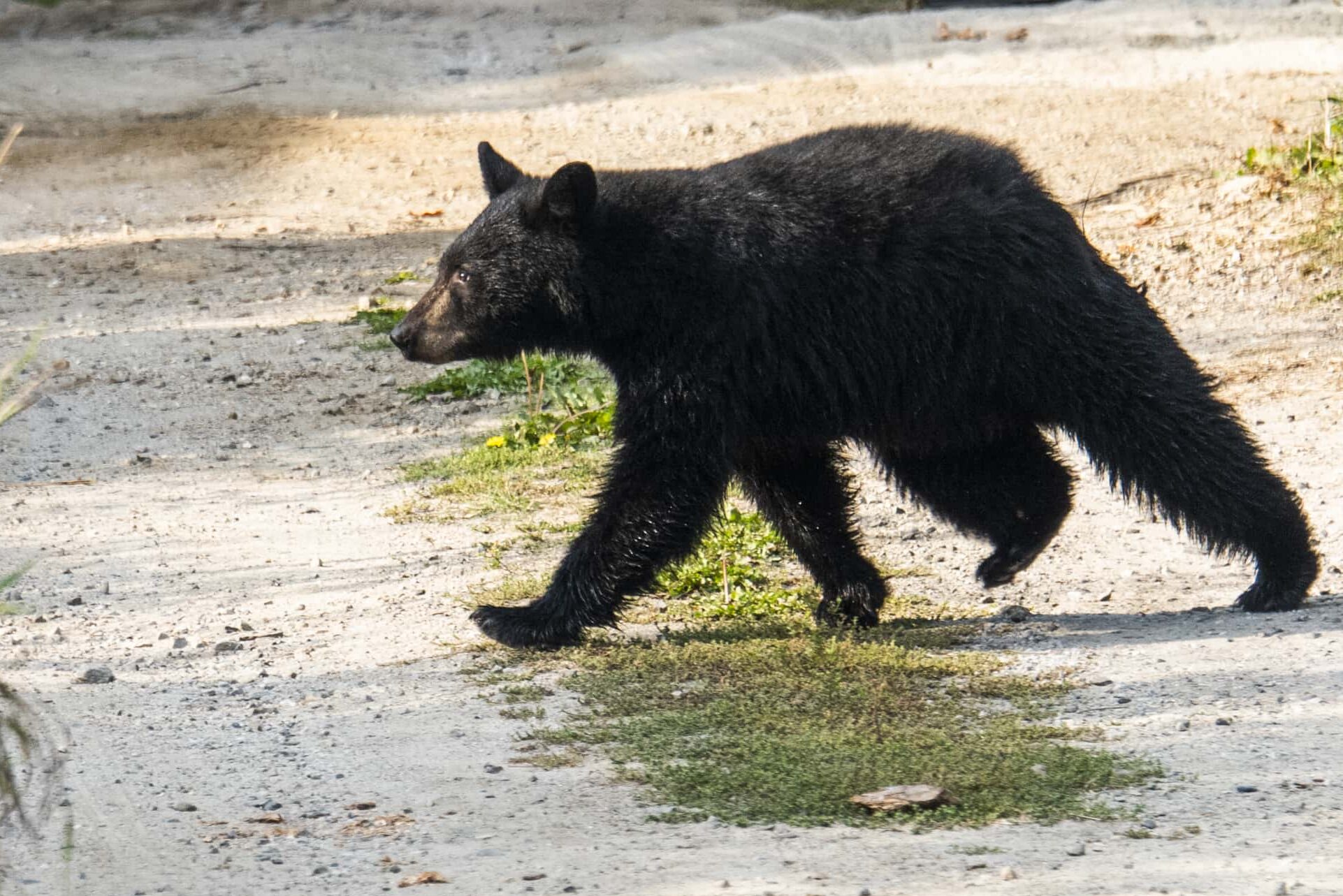 A black bear wanders through a Nelson, B.C. neighbourhood during the day. Photo: Kari Medig / The Narwhal