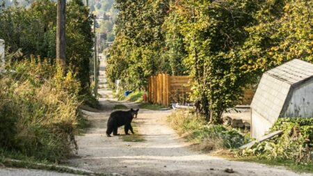 A black bear wanders through Nelson, B.C.