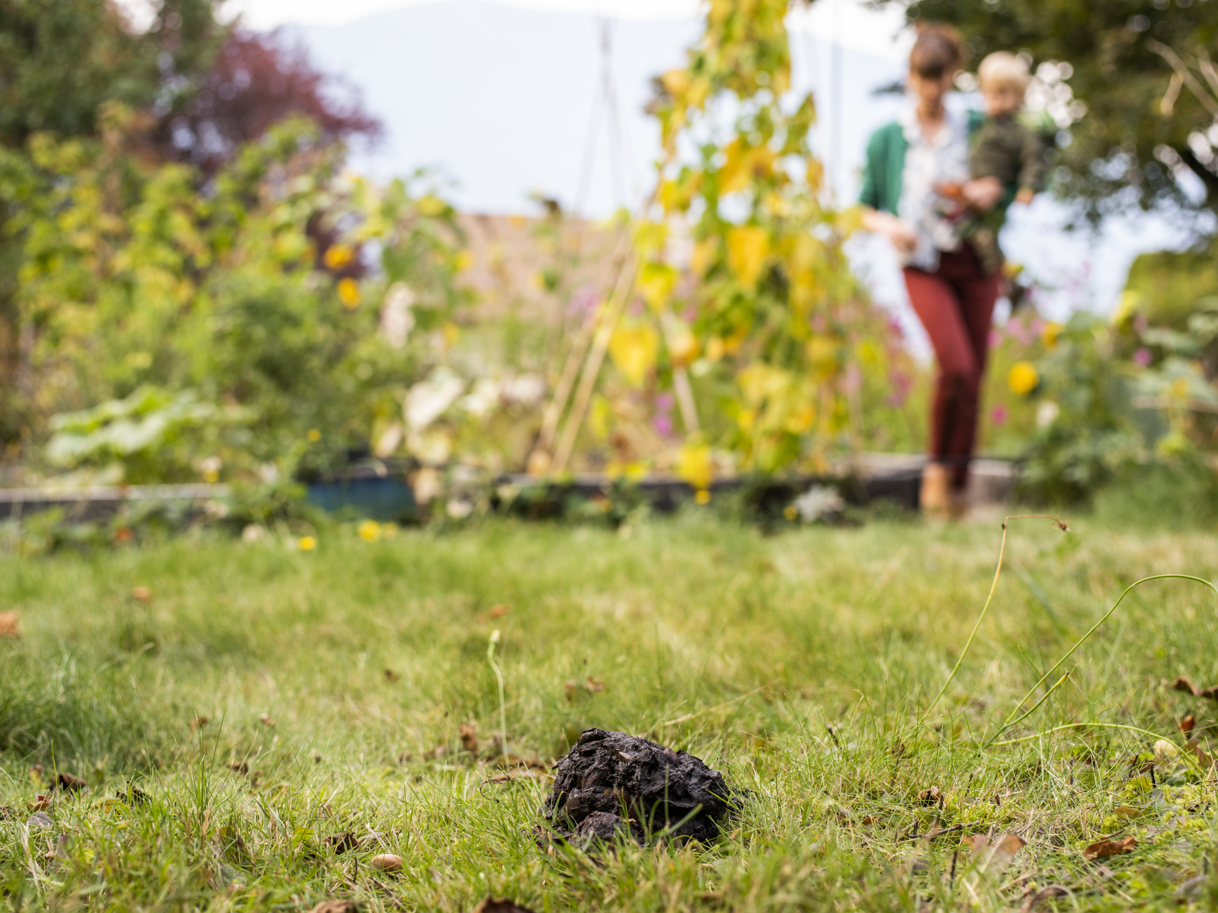 Bear droppings in the back yard of a Nelson, B.C. residence