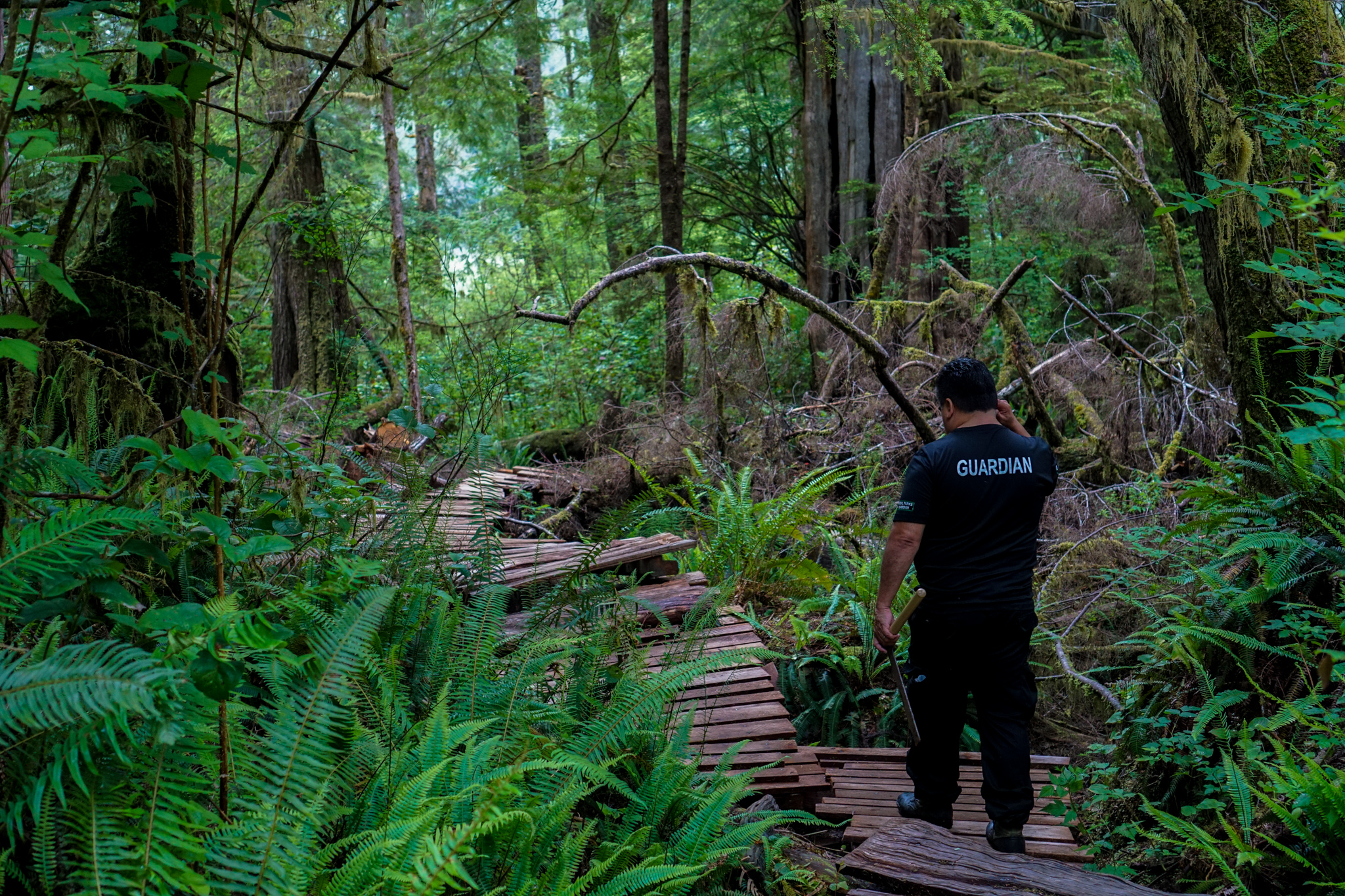 Tofino Tla-o-qui-aht territory, a lush green forest with big trees and ferns. A bumpy wooden boardwalk is in the centre, and a tall man dressed in black with a t-shirt that says "GUARDIAN" walks into the distance.