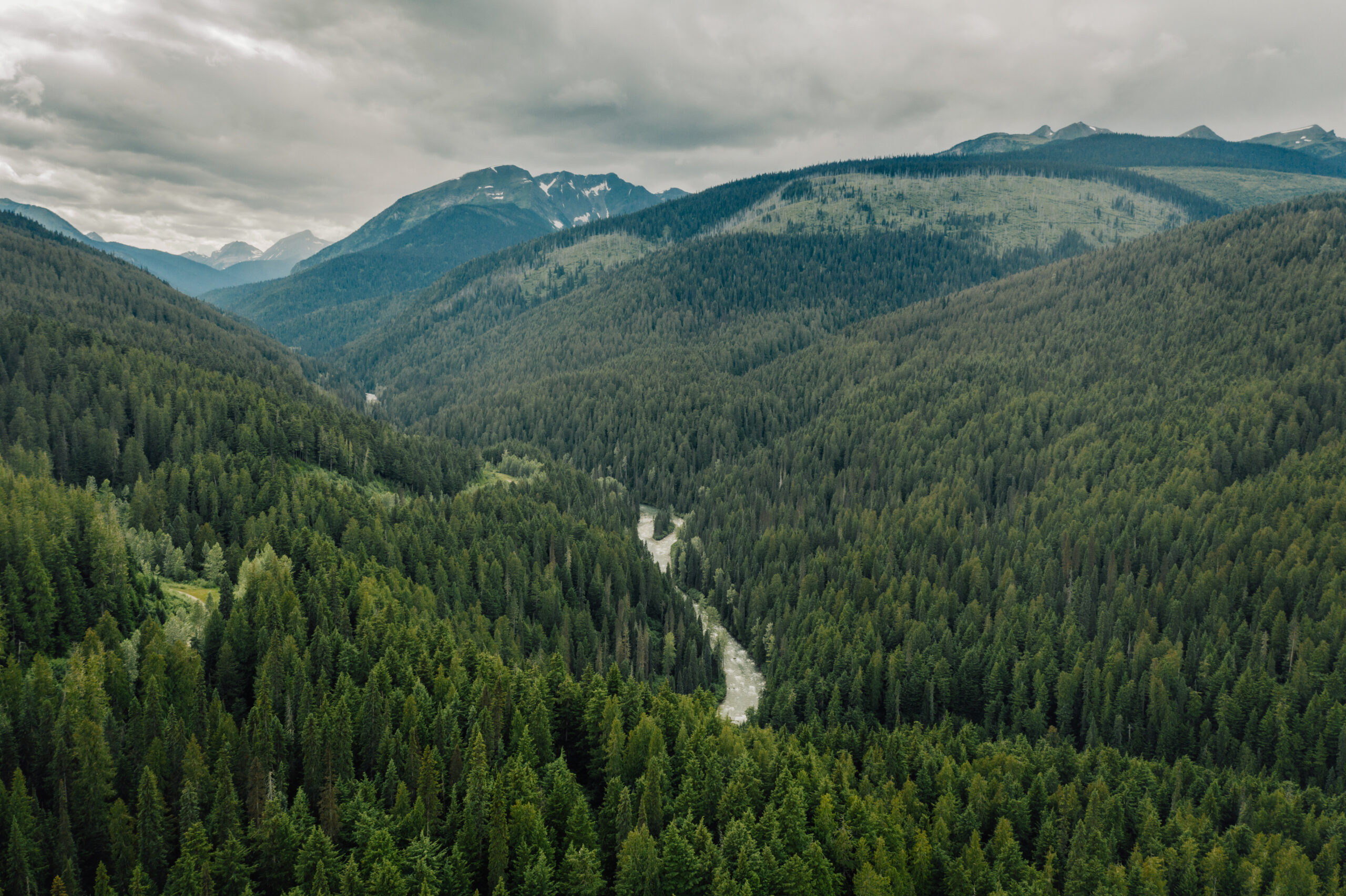 Old growth forests seen from above 