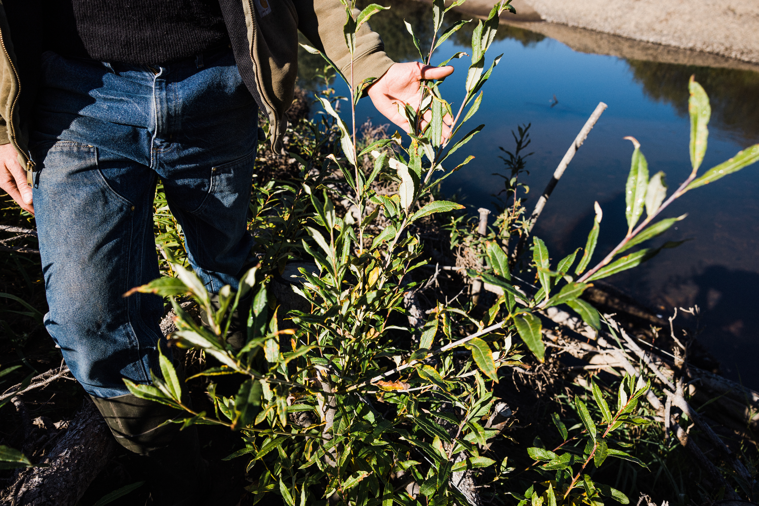 Willow shoots planted throughout a bank of the Upper Bulkley River will develop root networks that will hold the riverbank together, preventing further erosion during flood events.