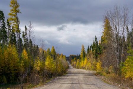 A road leading away in the distance, forested on both sides