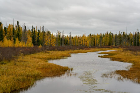 A river surrounded by golden larch trees under a gloomy sky