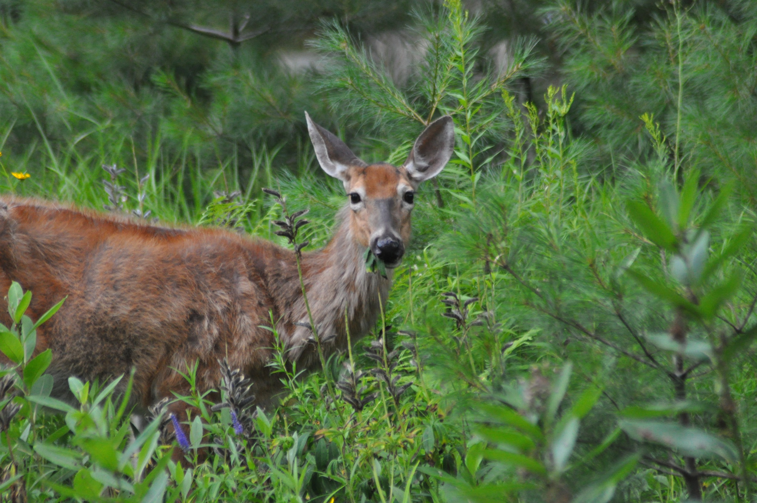 A doe stands in green foliage, chewing a leaf