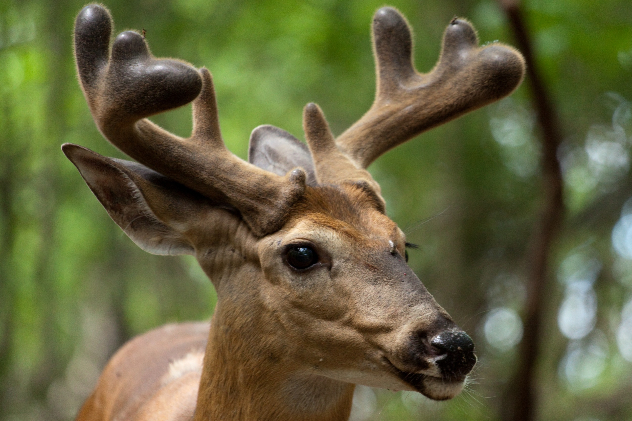 A close up of a buck with fuzzy antlers