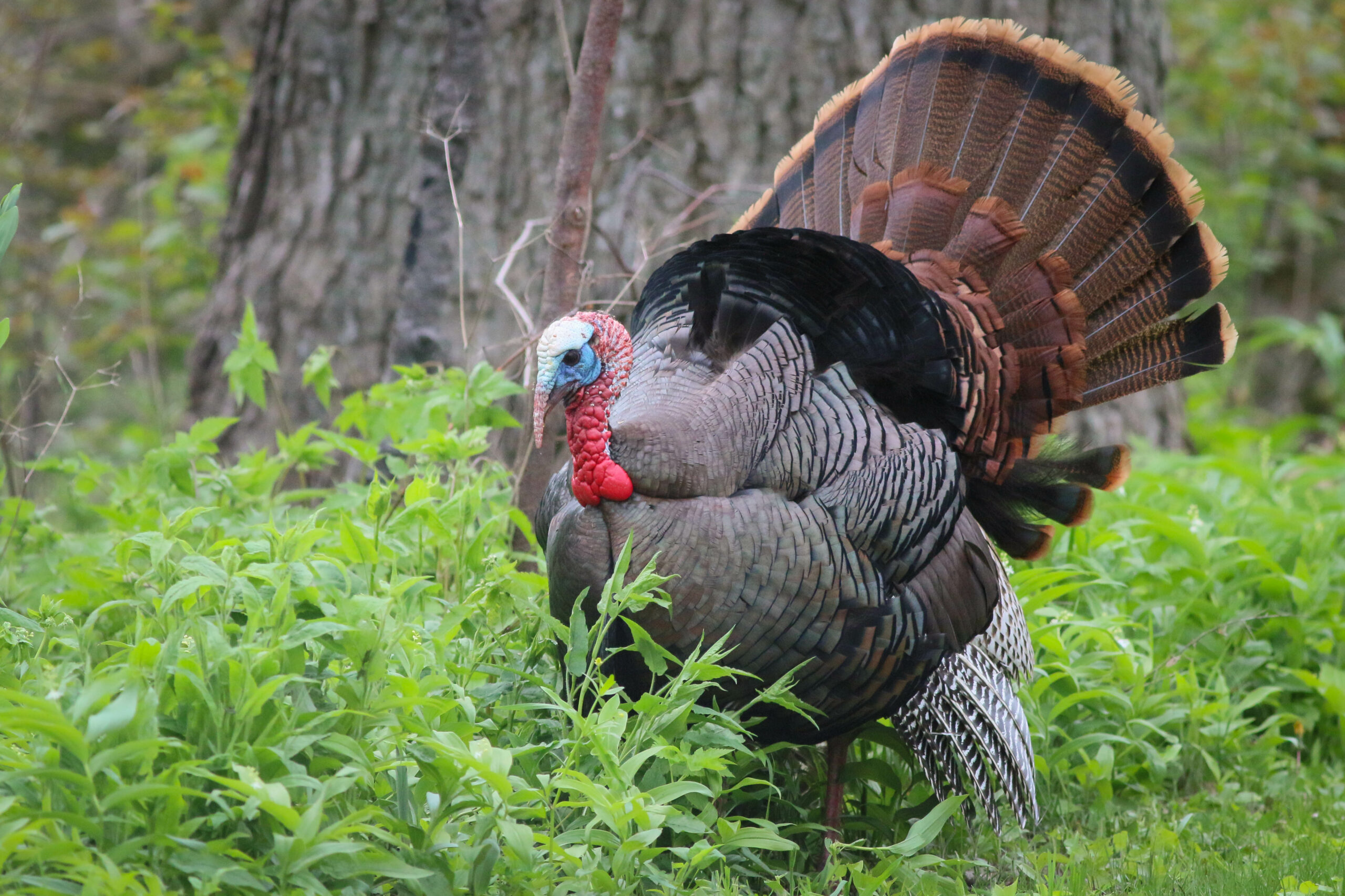 A male wild turkey with its tail feathers fanned walks through foliage.