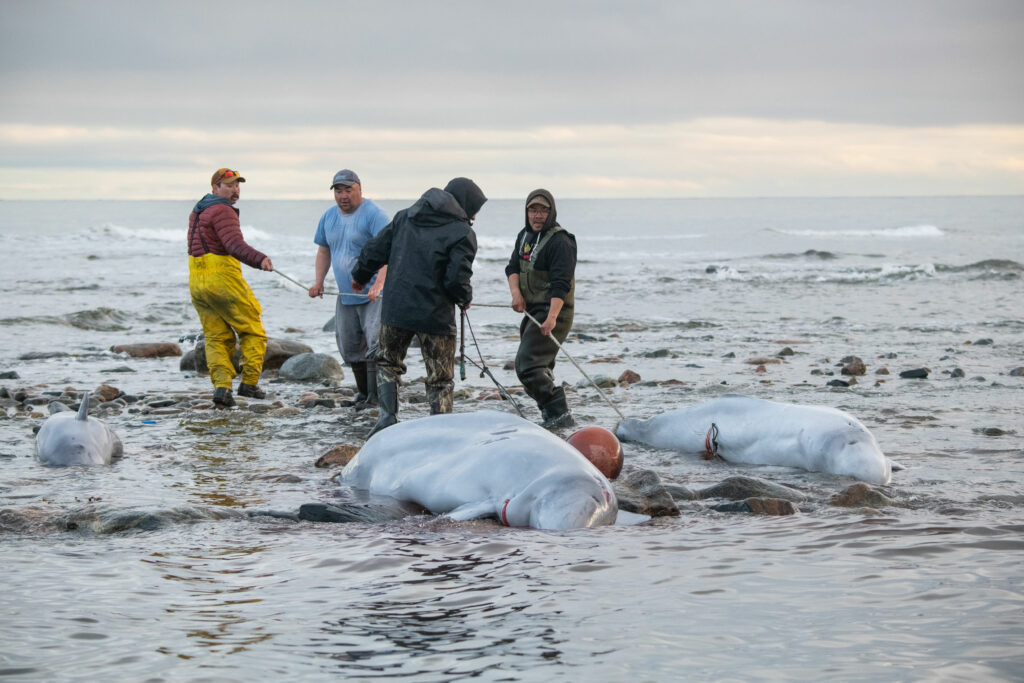 Hunters pulling beluga whales.
