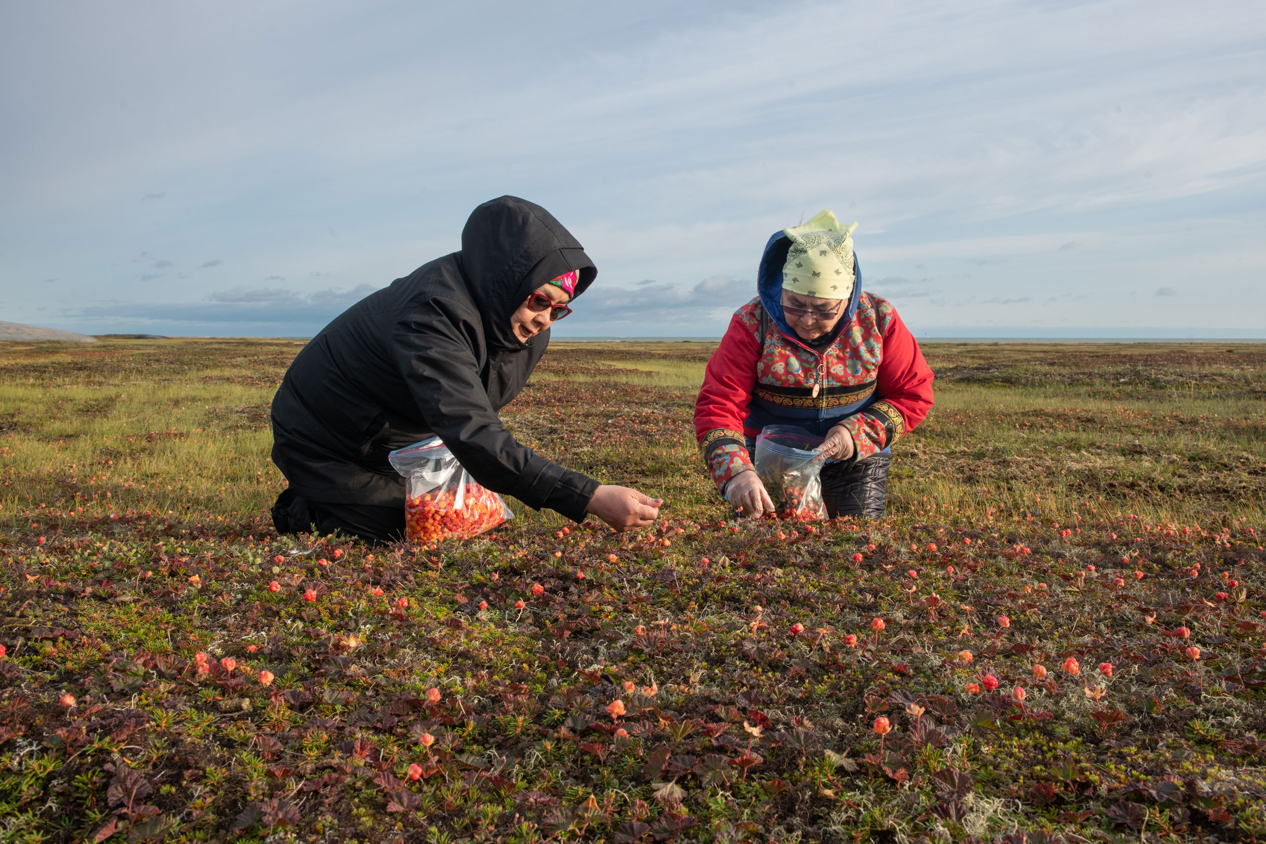 Debbie Baker (left) and Susan Karetak gather cloudberries on the tundra near Arviat.