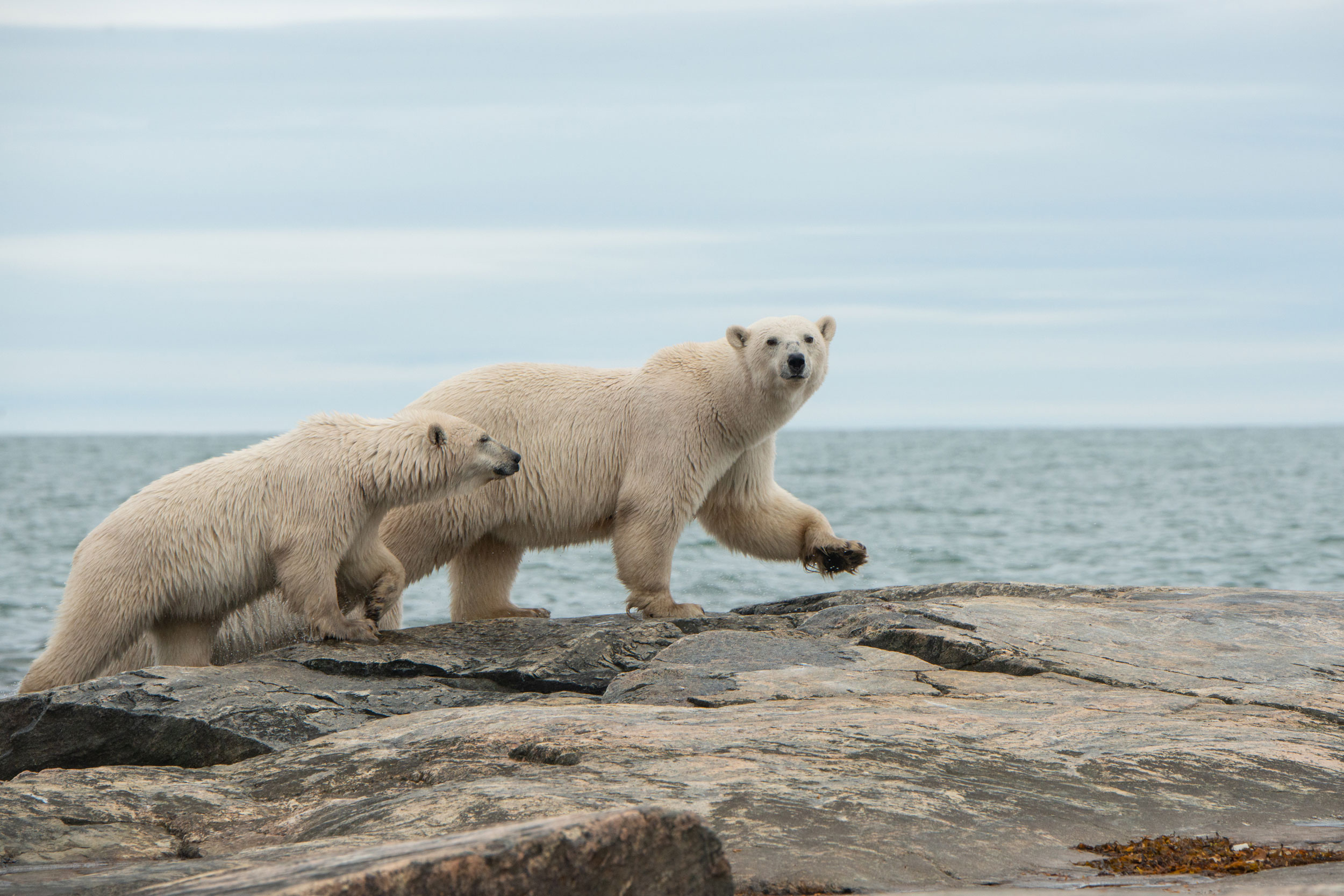 Polar bears are often spotted around Arviat, searching for the same sustenance as the human hunters.