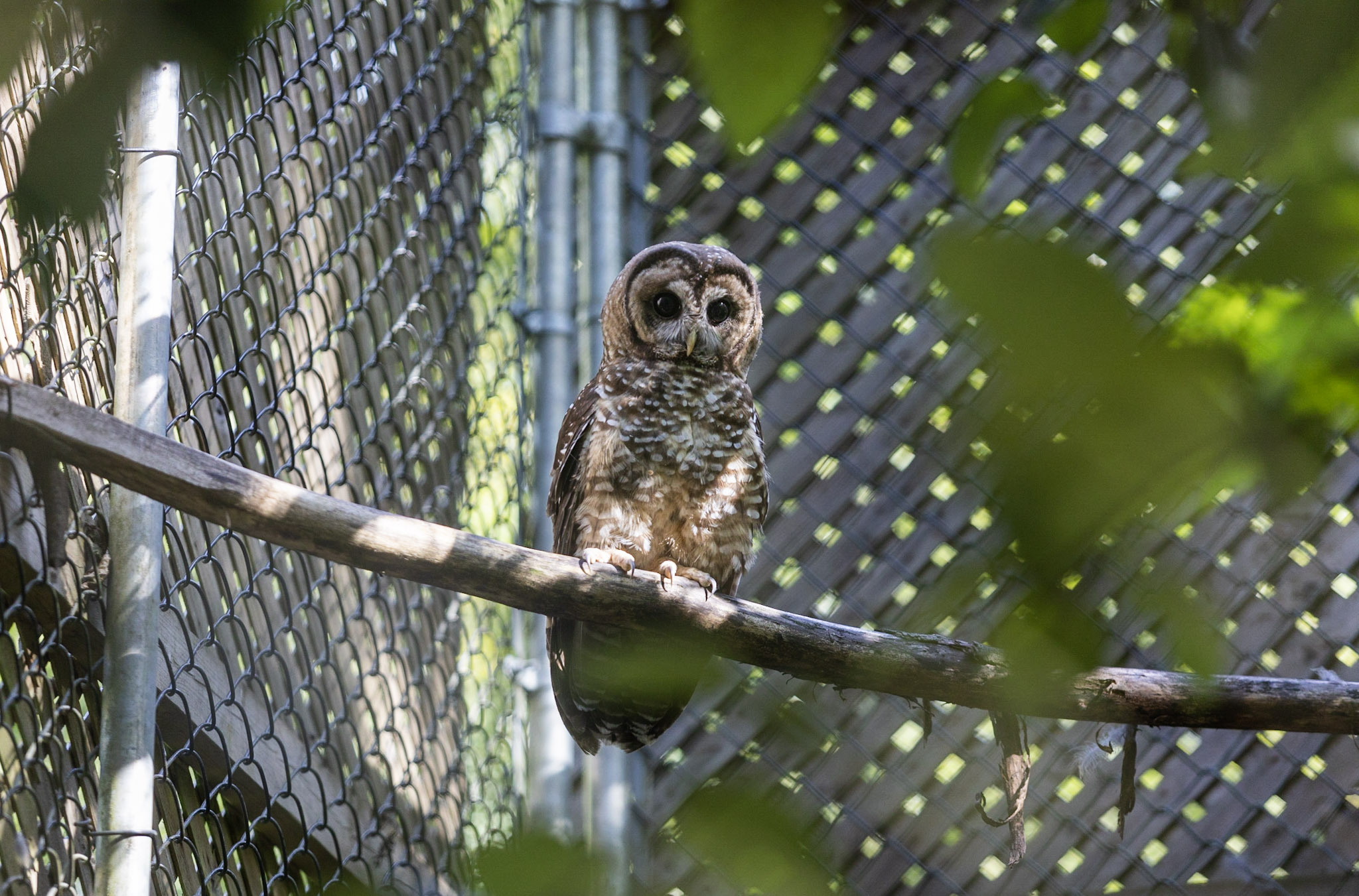 A bird from the Northern Spotted Owl Breeding Program (NSOBP) near Hope, B.C.
