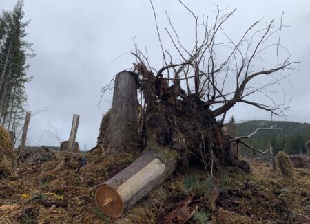 A culturally modified tree that was logged