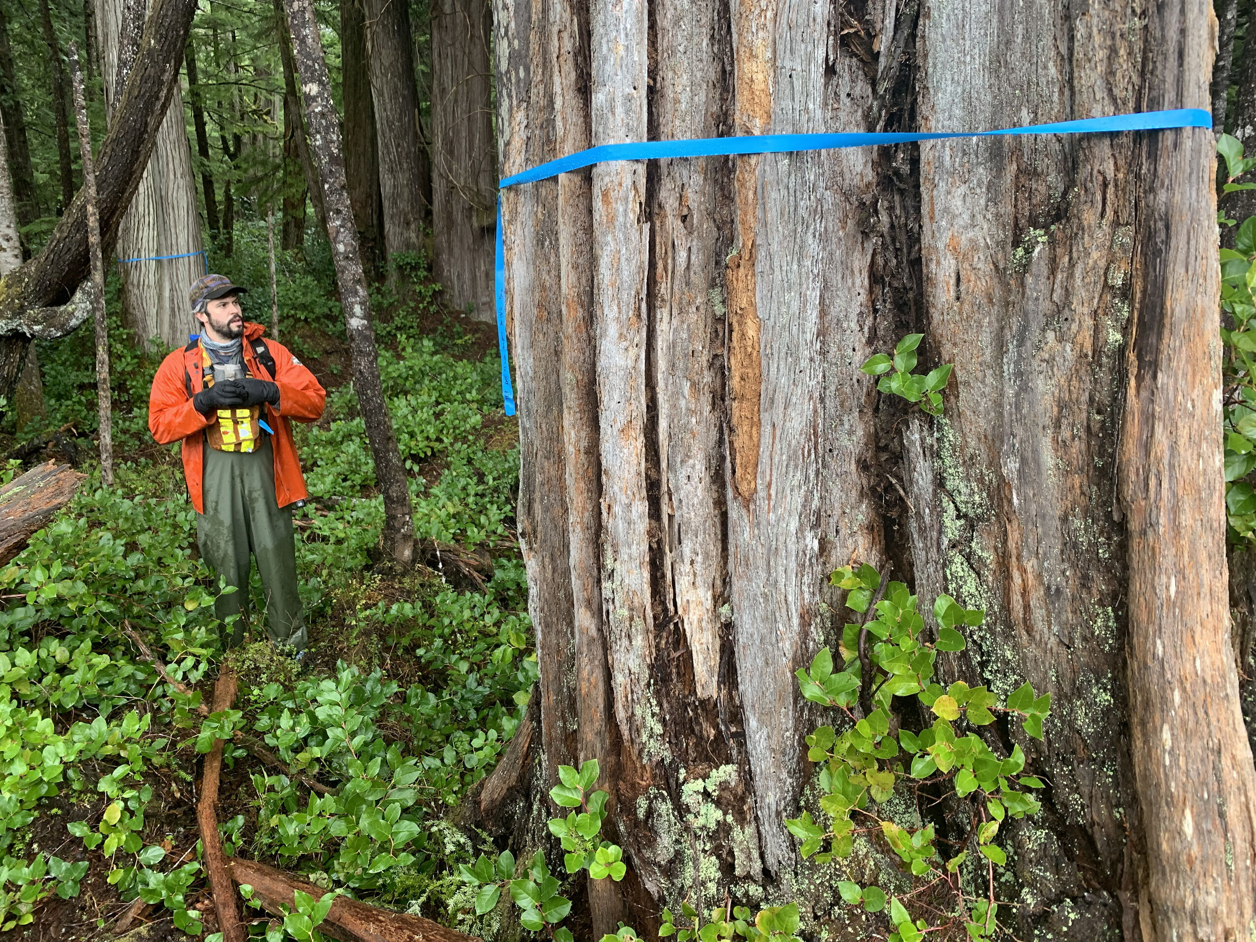 Culturally modified trees, B.C.