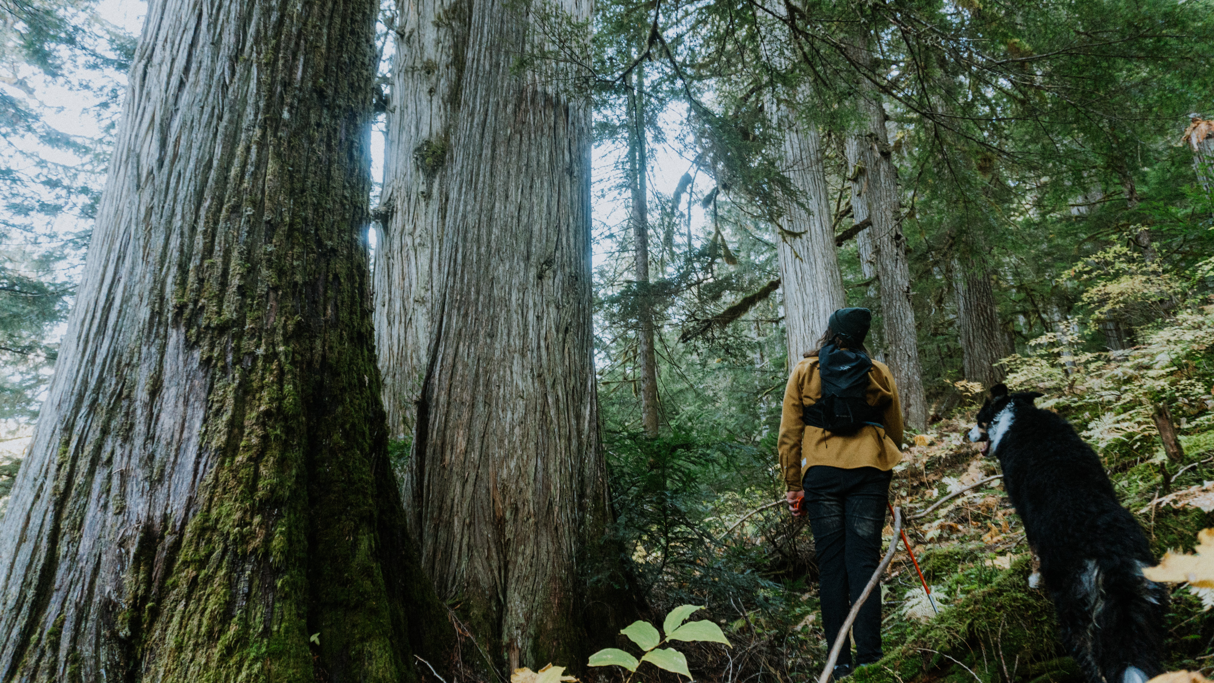 Wildsight conservation specialist Eddie Petryshen hikes through the rare inland temperate rainforest in the upper Seymour River watershed, north of Revelstoke, B.C, where there are lichens