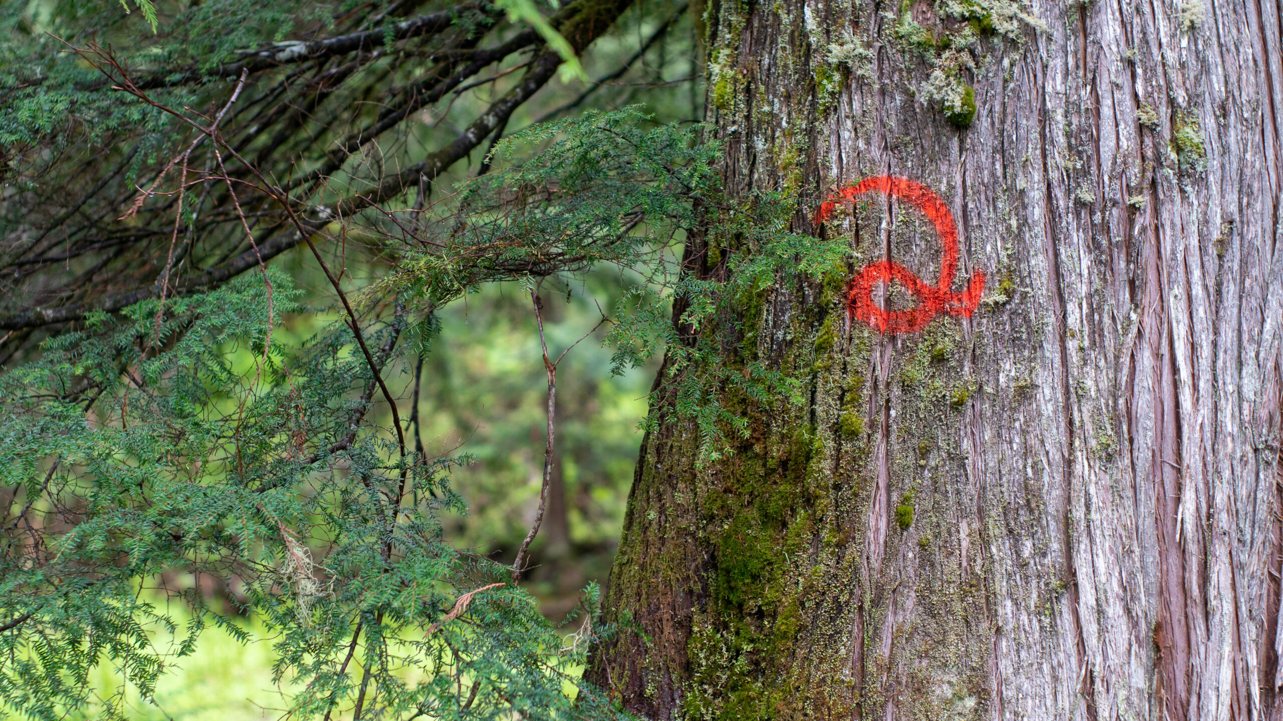 Spraypaint marks an old-growth cedar tree that will be measured to determine logging volumes