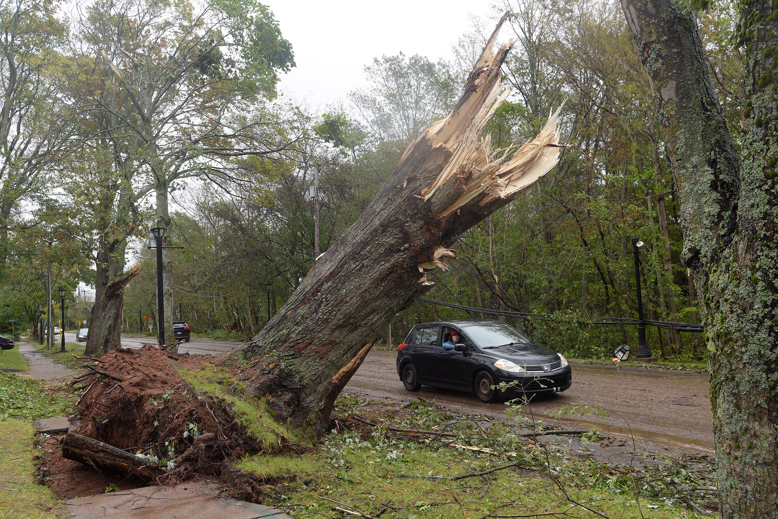 A driver cruises past a large tree which was snapped in half during post-tropical storm Fiona, in Charlottetown, Monday, Sept. 26, 2022.