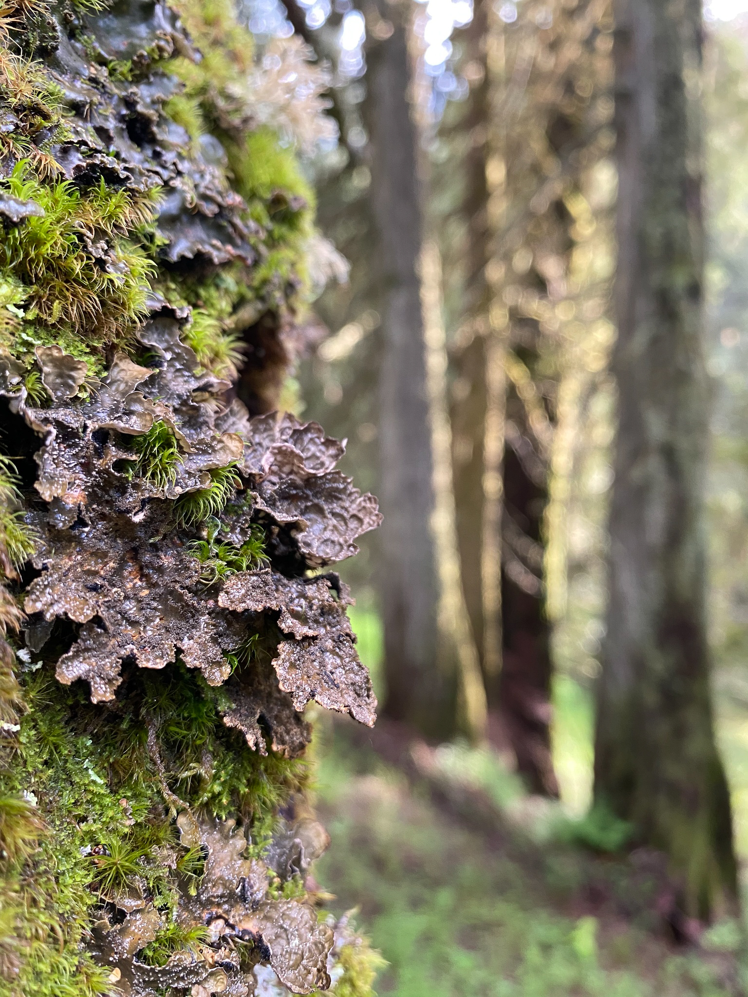 Smoker's lung lichen in the rare inland temperate rainforest