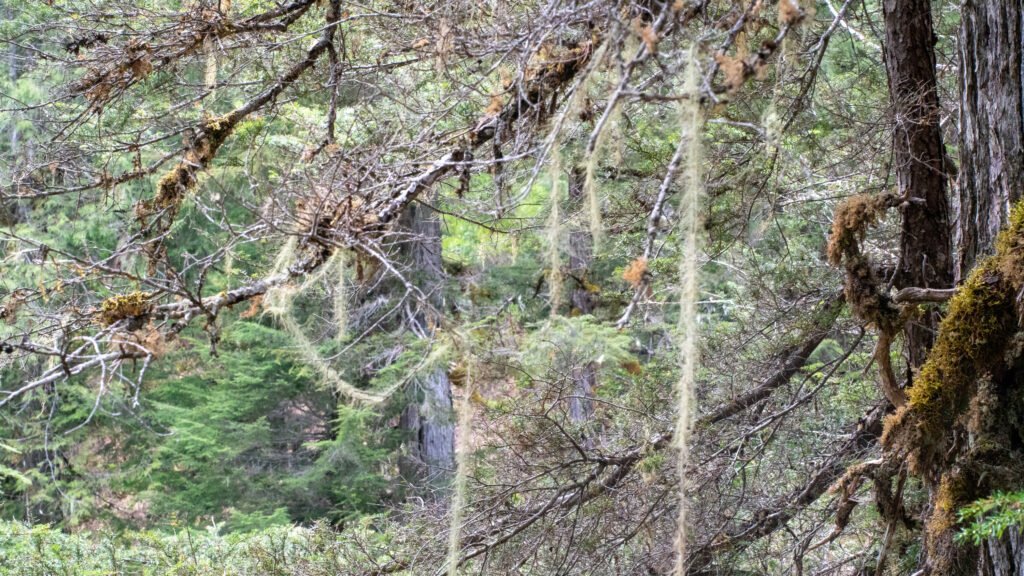 Methuselah's beard lichen in rare rainforest