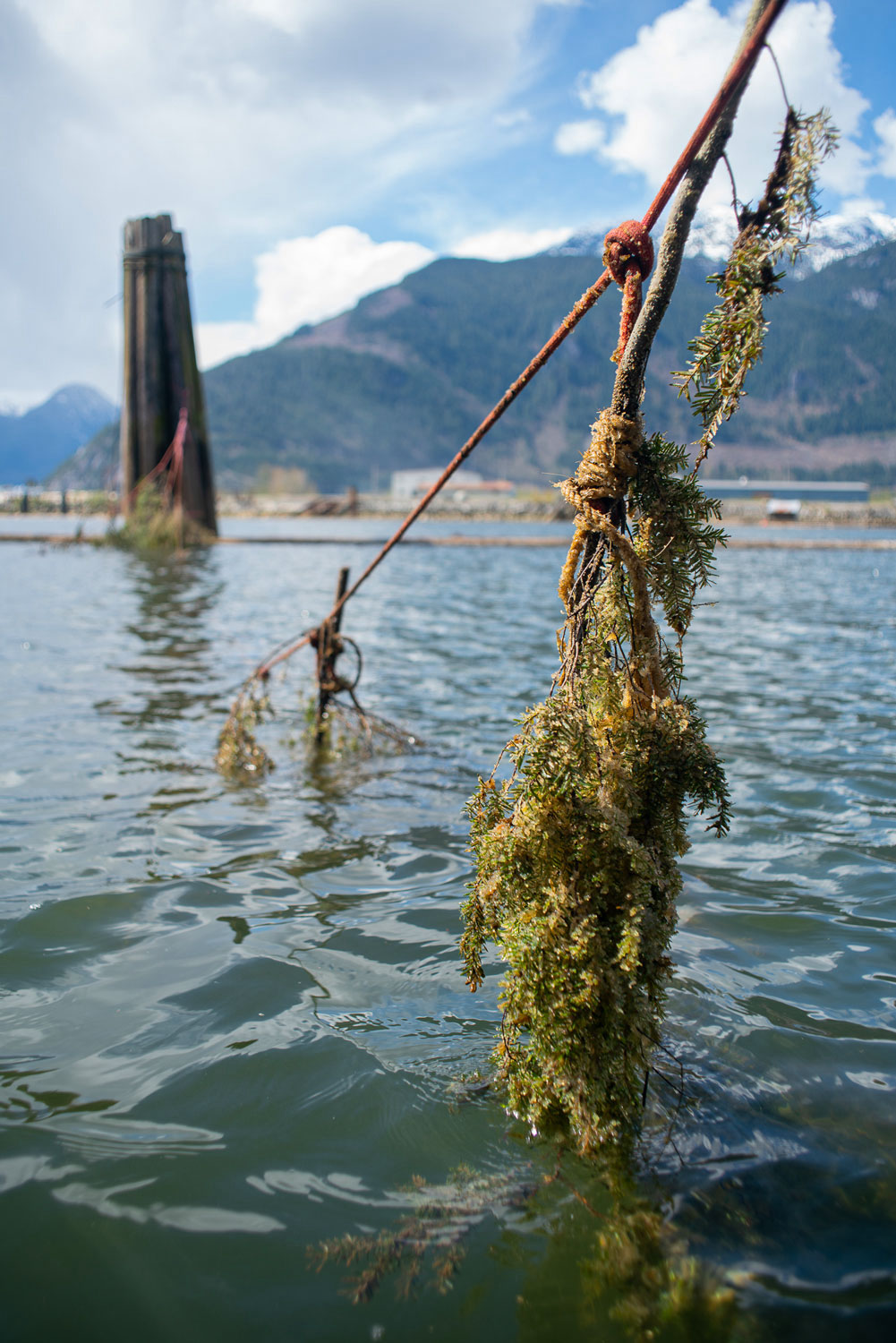 Hemlock boughs dangle in the ocean with mountains in the background