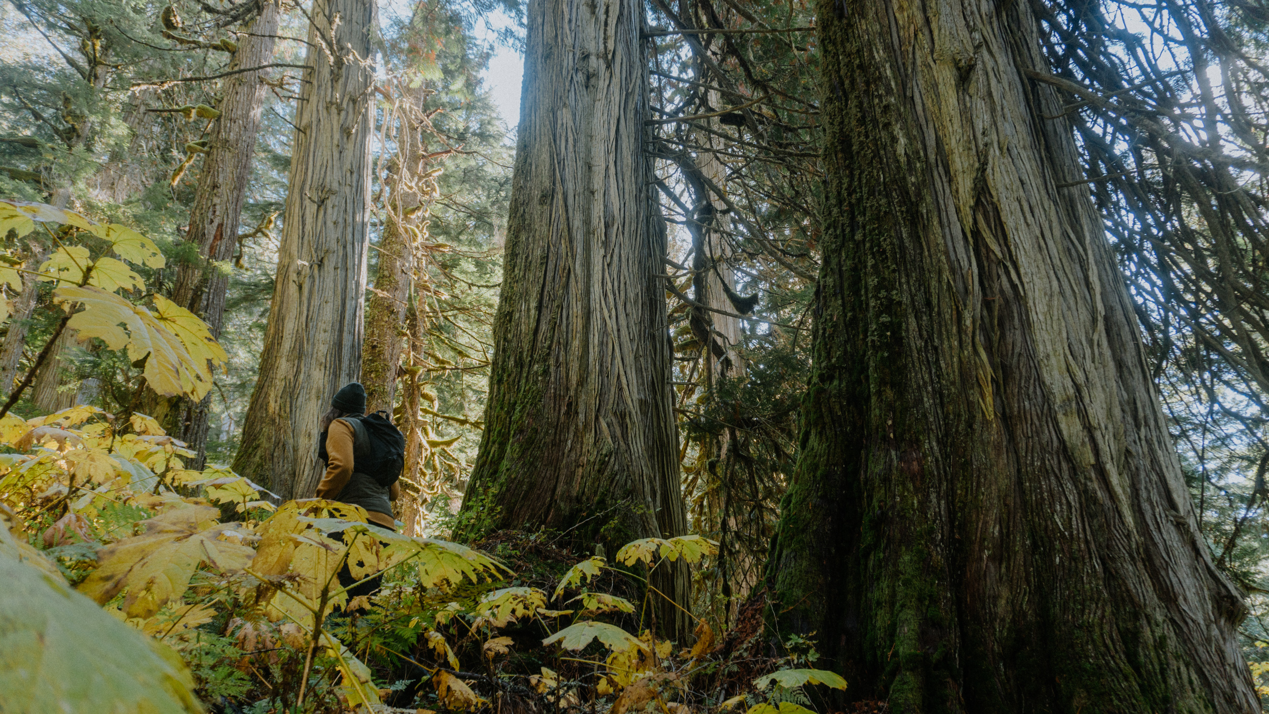 Old-growth in the Seymour River watershed