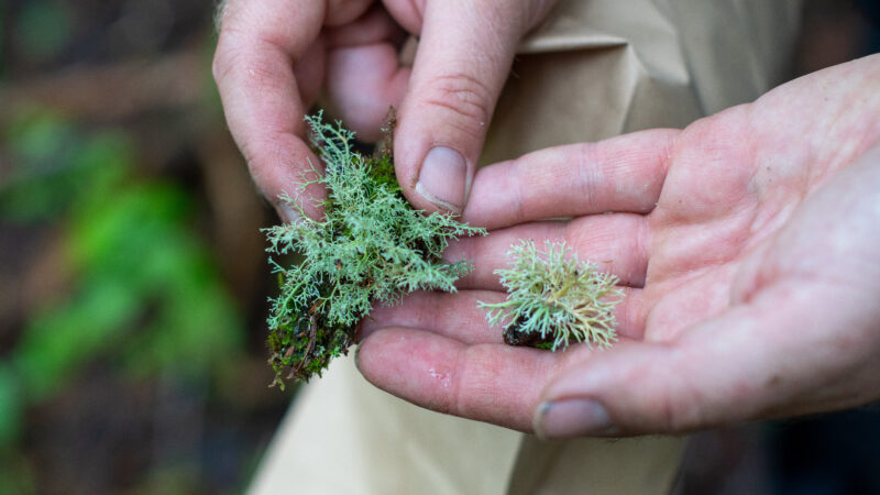 lichens in the inland temperate rainforest