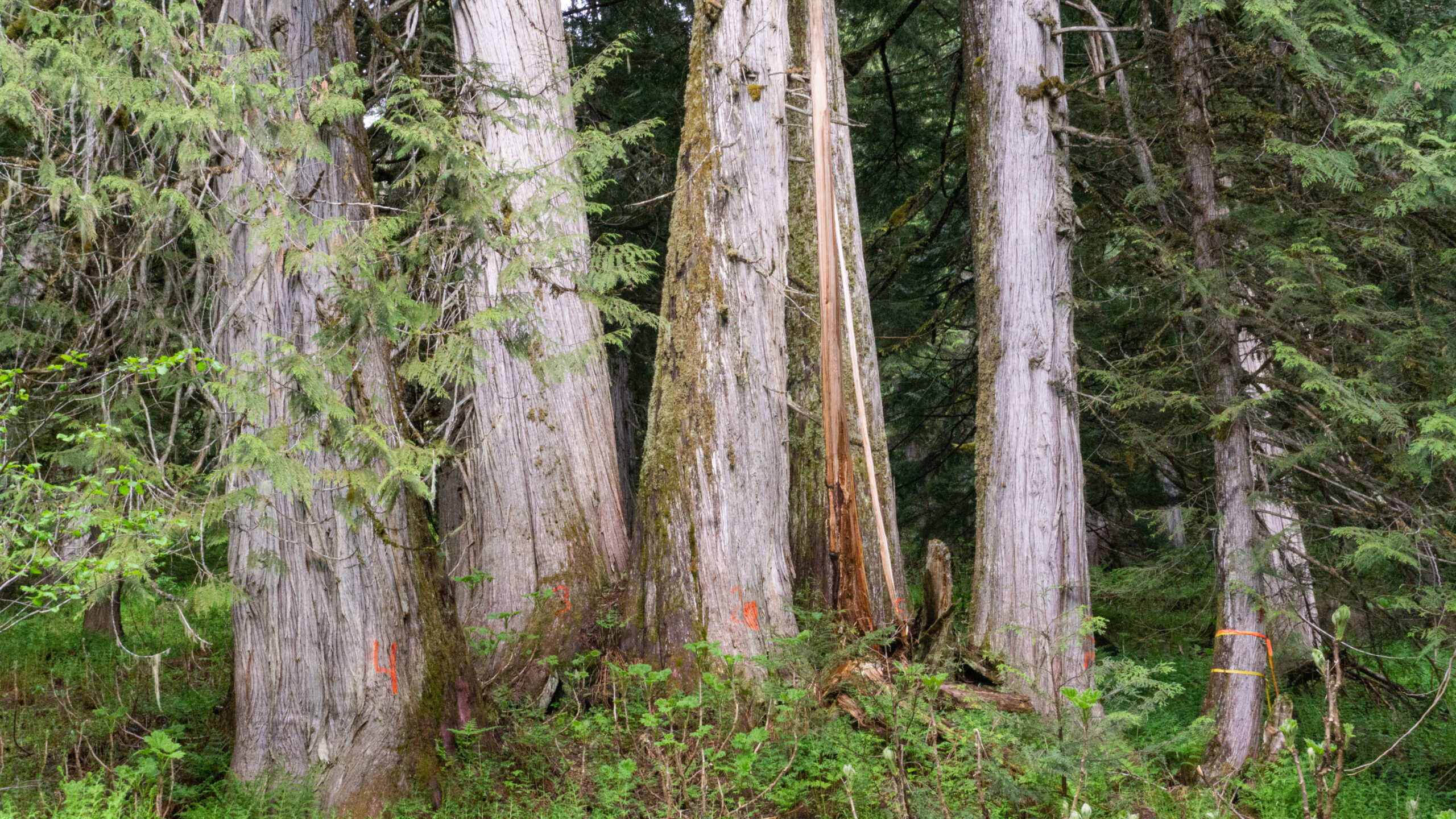 Old-growth cedars marked for measurement in the Seymour River watershed, northwest of Revelstoke, B.C. The forest contains lichens