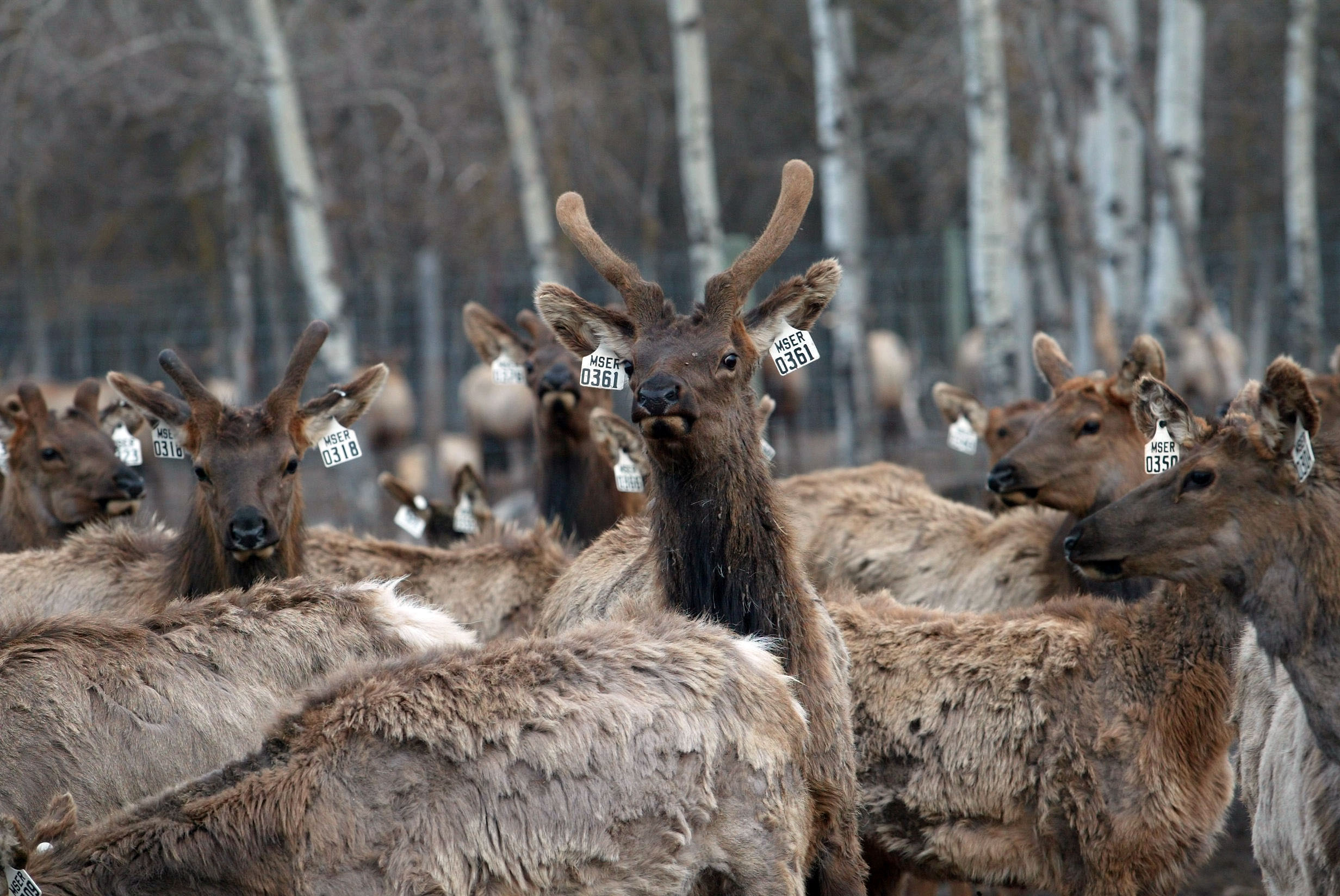 Captive elk cluster on a Manitoba game farm near Stonewall