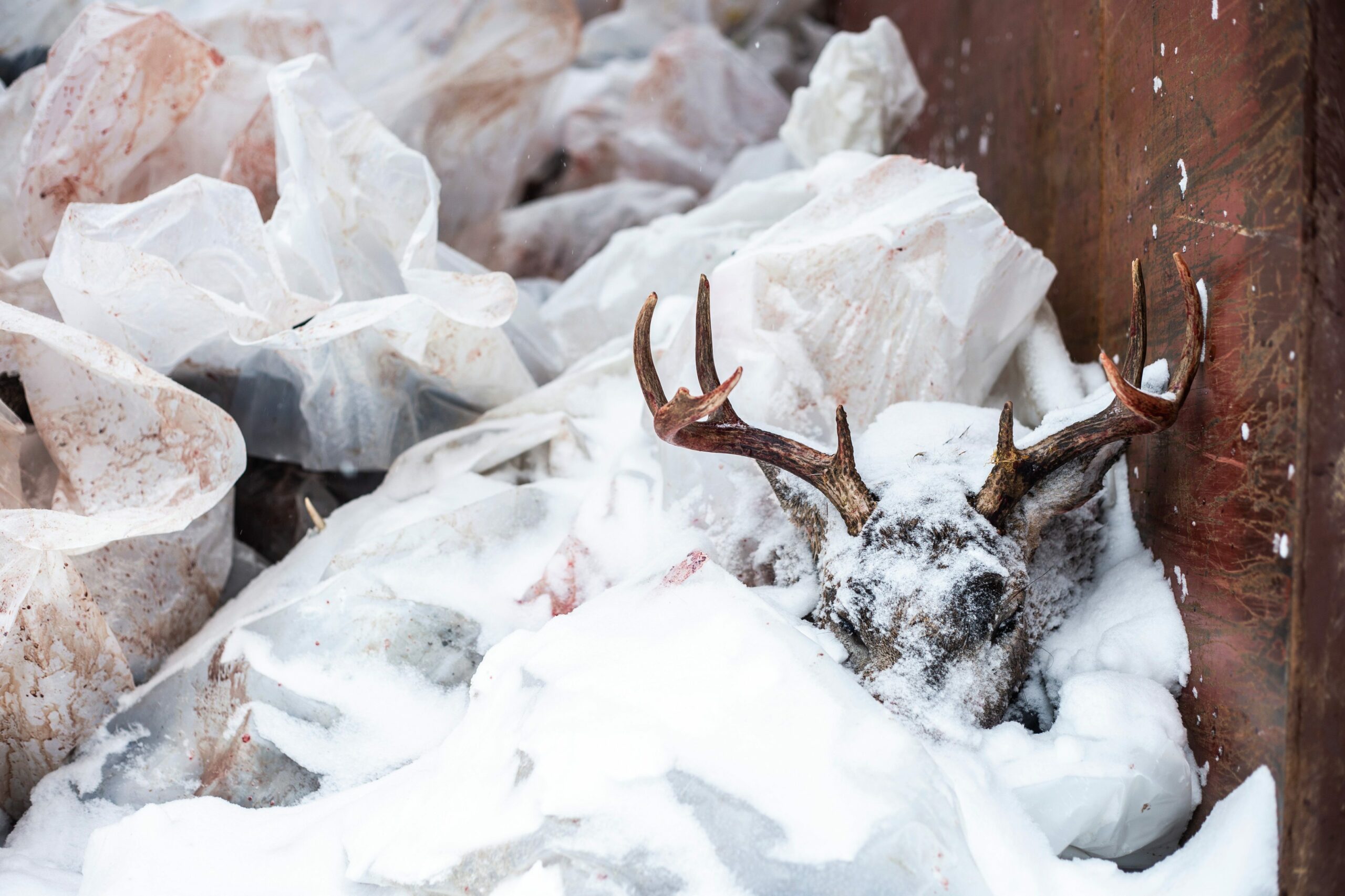 A frozen deer head sits in a pile in a dumpster at the Manitoba wildlife health lab
