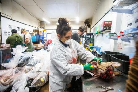 Elyse Gervais wears white coveralls as she dissects a deer head in Manitoba's wildlife health lab to test for chronic wasting disease