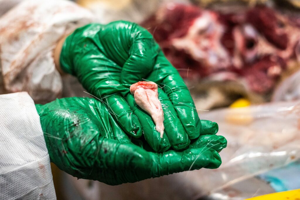 A biologist at the Manitoba wildlife health lab holds the brainstem of a deer while wearing green gloves