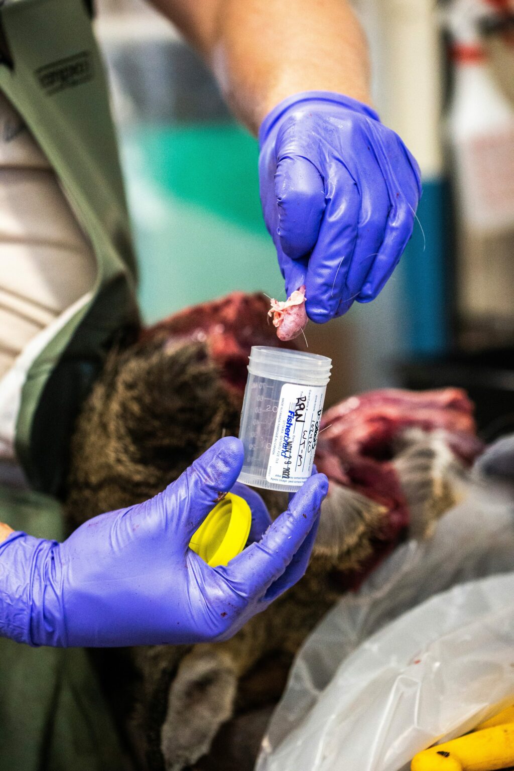 Gloved hands drop lymph nodes from a dissected deer head into a container for sampling at the wildlife health lab in Dauphin, Manitoba