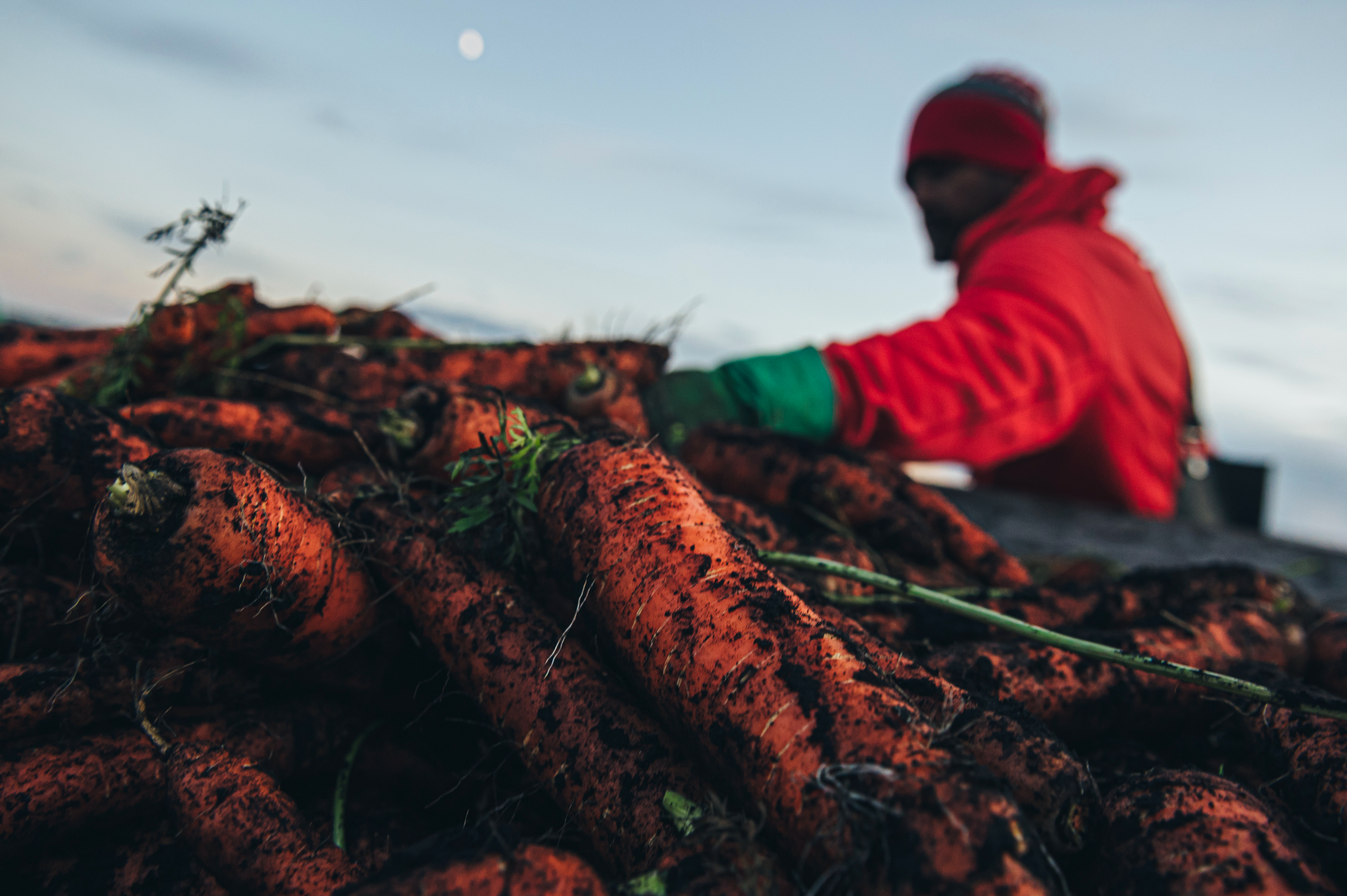 Holland Marsh: A worker handles freshly harvested carrots that are covered in dirt