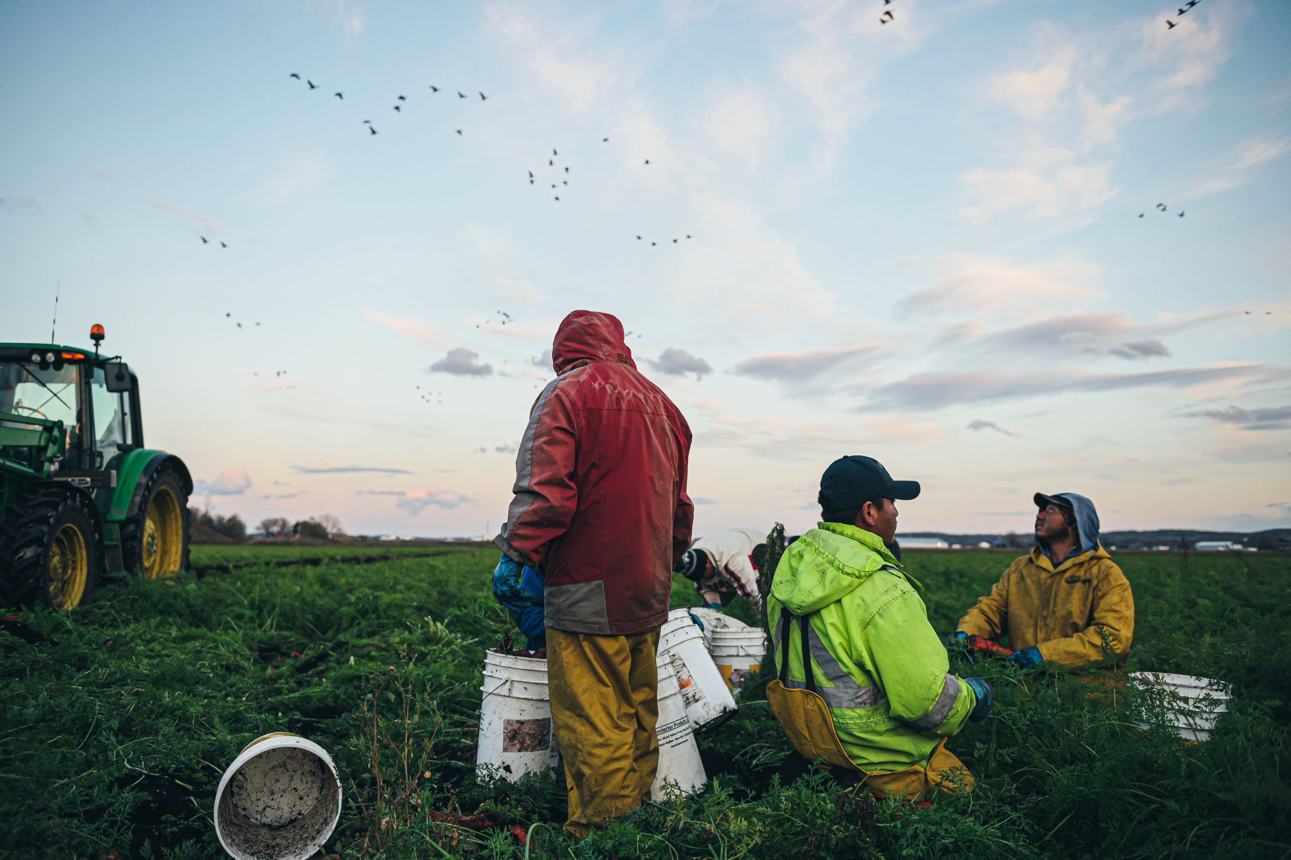 Holland Marsh: workers harvest carrots as birds fly overhead