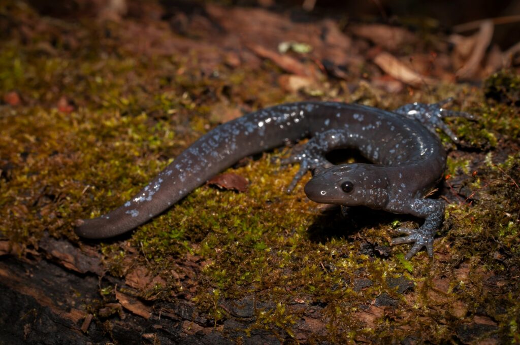 Bradford Bypass: A blue-flecked salamander on a mossy log