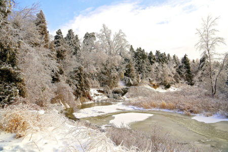 Ice and snow cover trees and part of a river