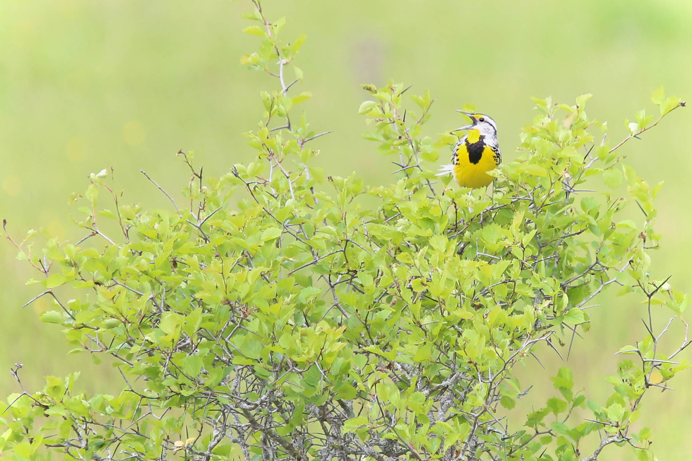 Eastern meadowlark, seen here with its mouth open sitting on a leafy tree, spend time in Rouge National Urban Park.