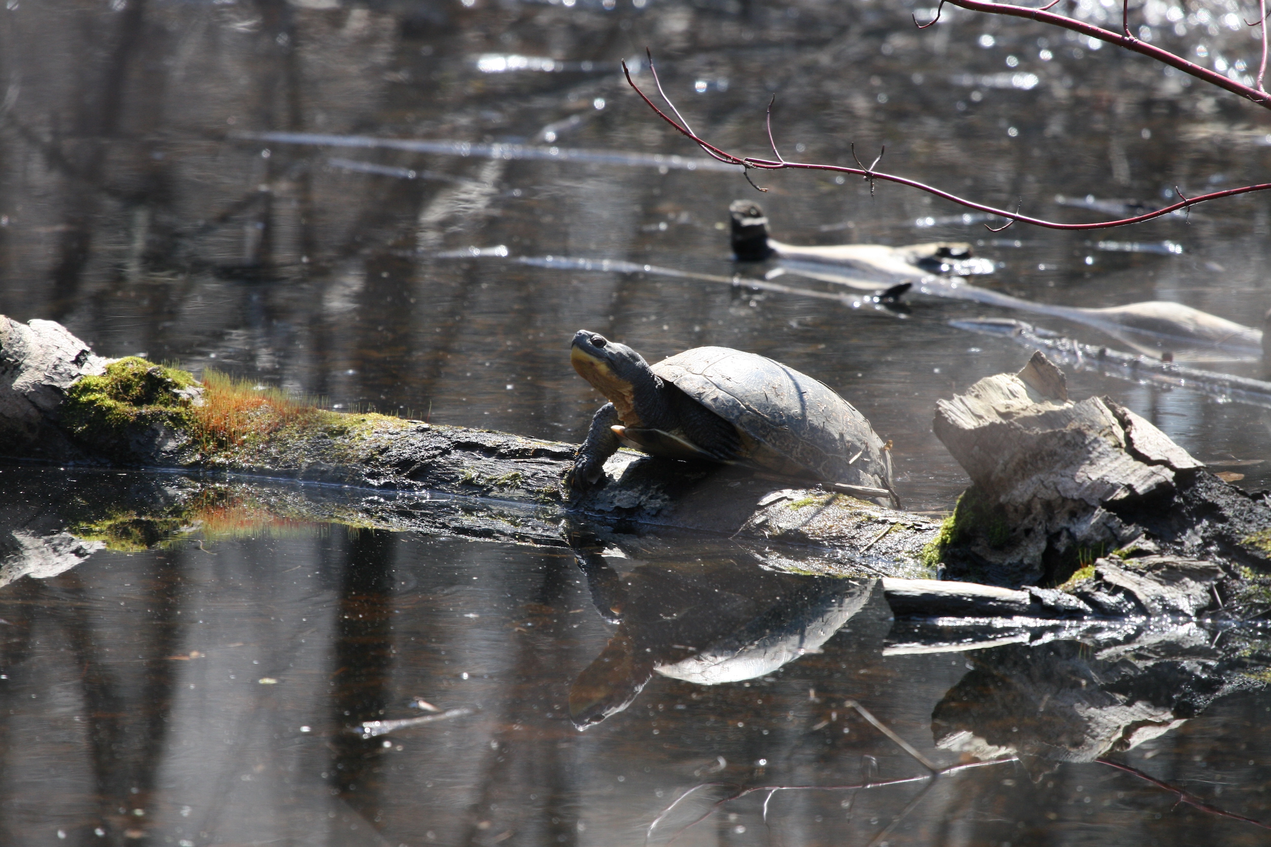 The fund administered by Species Conservation Action Agency collects money from industry wanting to do work that harms the habitats of six species at risk, including the Blanding's Turtle