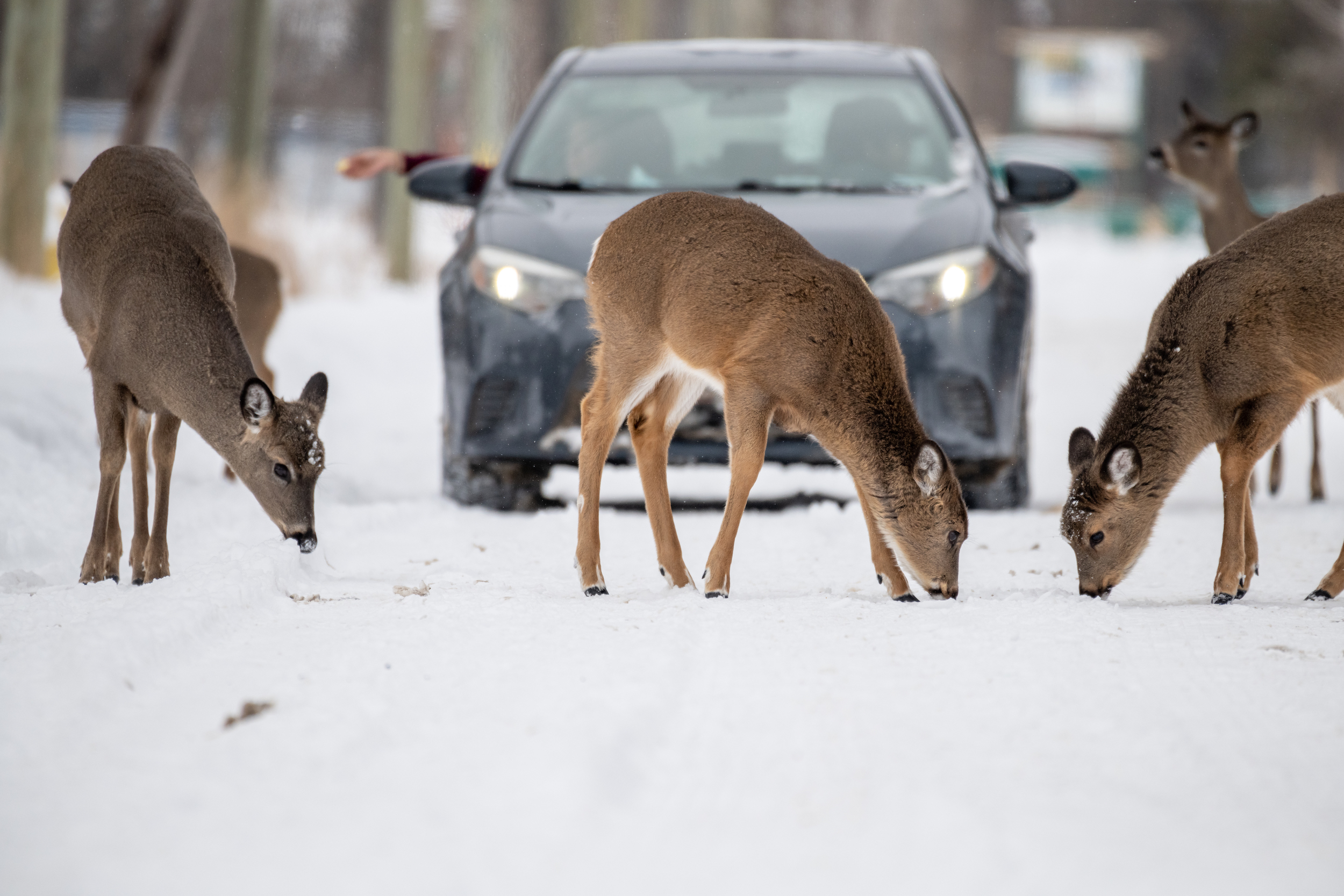 Feeding deer on Mission Island is a Thunder Bay ritual, but scientists say it poses multiple risks to wildlife.