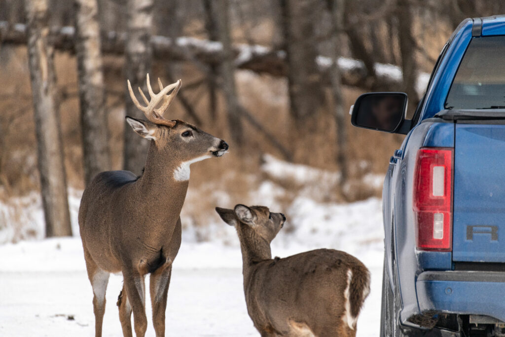 Feeding deer on Mission Island is a Thunder Bay ritual but scientists say it poses multiple risks for wildlife.