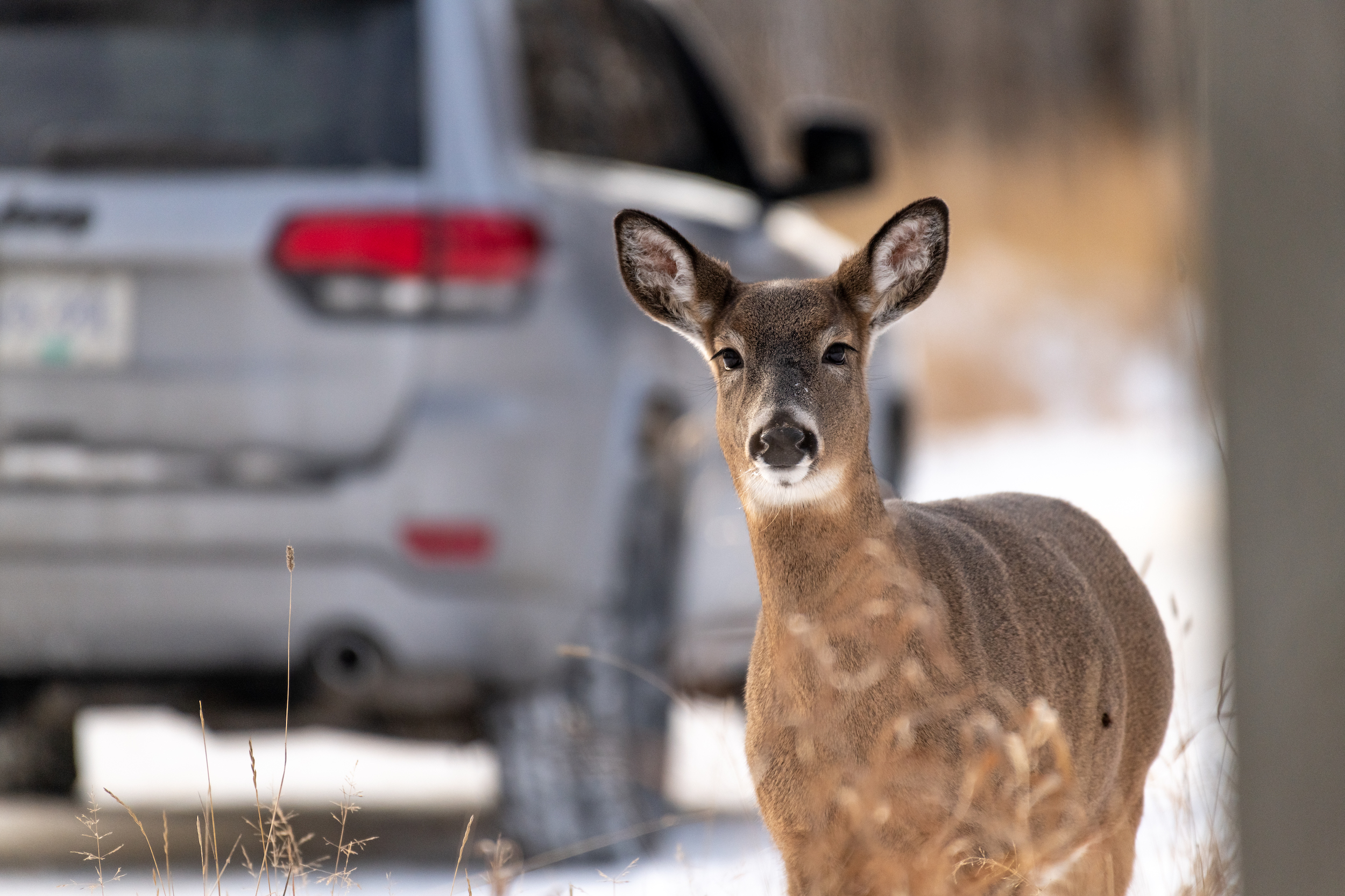 Feeding deer on Mission Island is a Thunder Bay ritual but scientists say it poses multiple risks for wildlife.