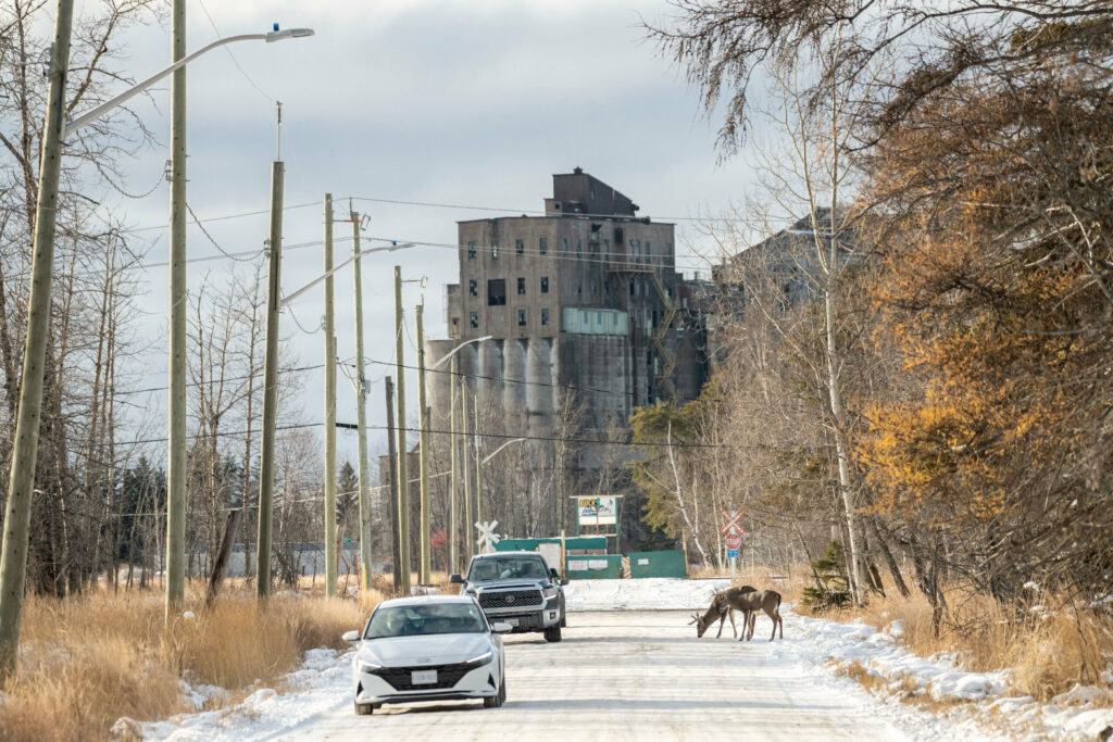 Feeding deer on Mission Island is a Thunder Bay ritual, but scientists say it poses multiple risks to wildlife.
