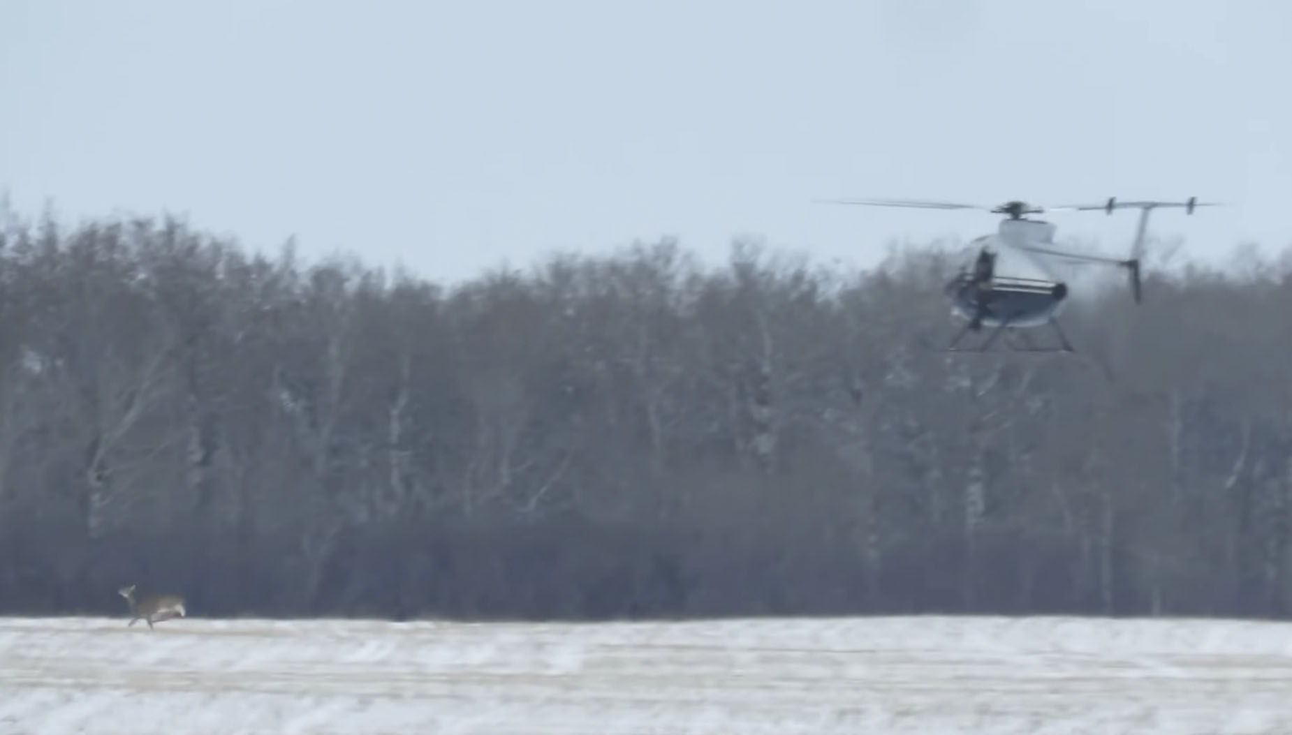 A helicopter flies behind a deer in southwestern Manitoba during the 2021 deer cull for chronic wasting disease