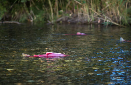 A spawning Sockeye Salmon in the Horsefly River Spawning Channel near Horsefly, B.C.