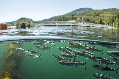 Salmon smolt swim in the foreground, with a B.C. fish farm visible in the background on the green-ish blue water's surface