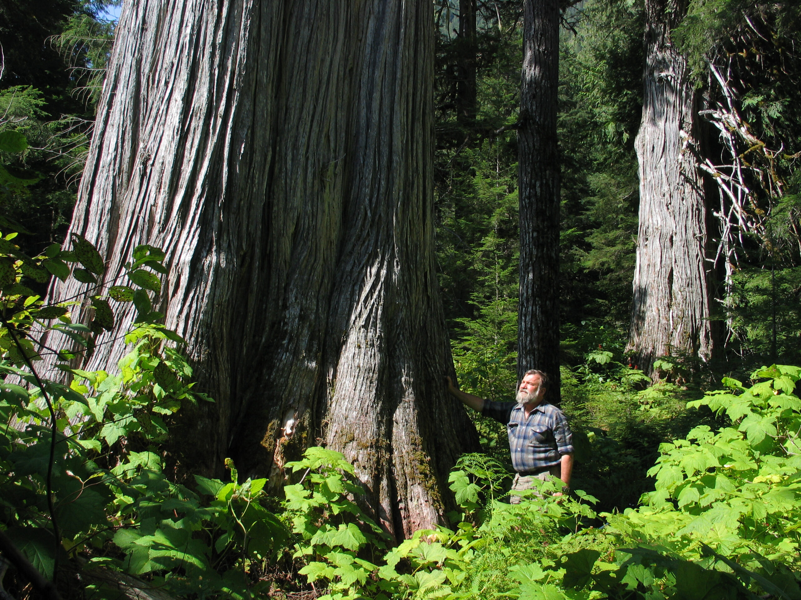 Incomappleux old-growth cedar