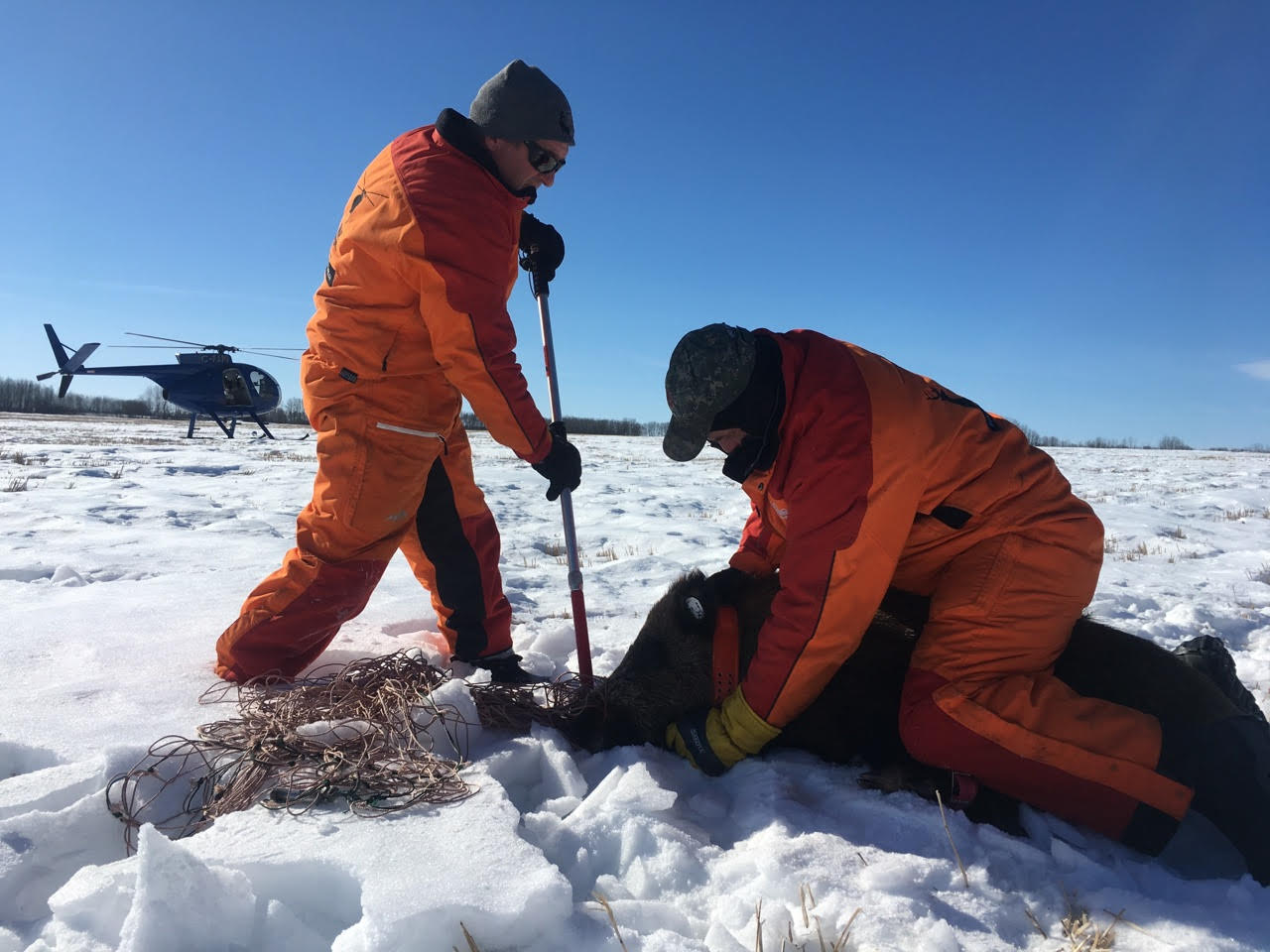 Researchers from the University of Saskatchewan tag an animal to track it for the school's wild pig research program. 