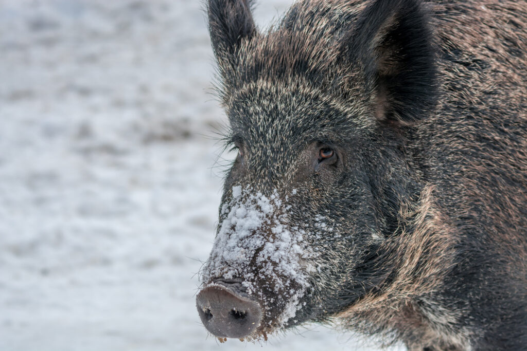 ‘They’re here!’: wild boars are taking over Canada | The Narwhal